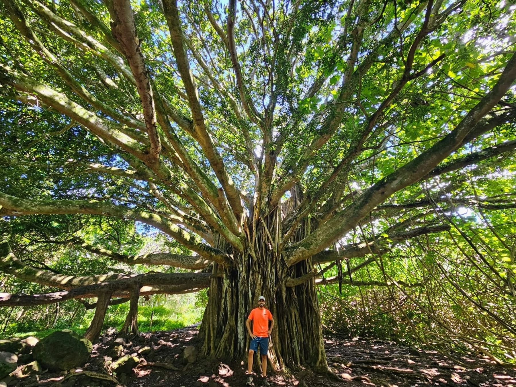 Photo 1 of Pipiwai Trail in Kīpahulu & Kaupō, Maui