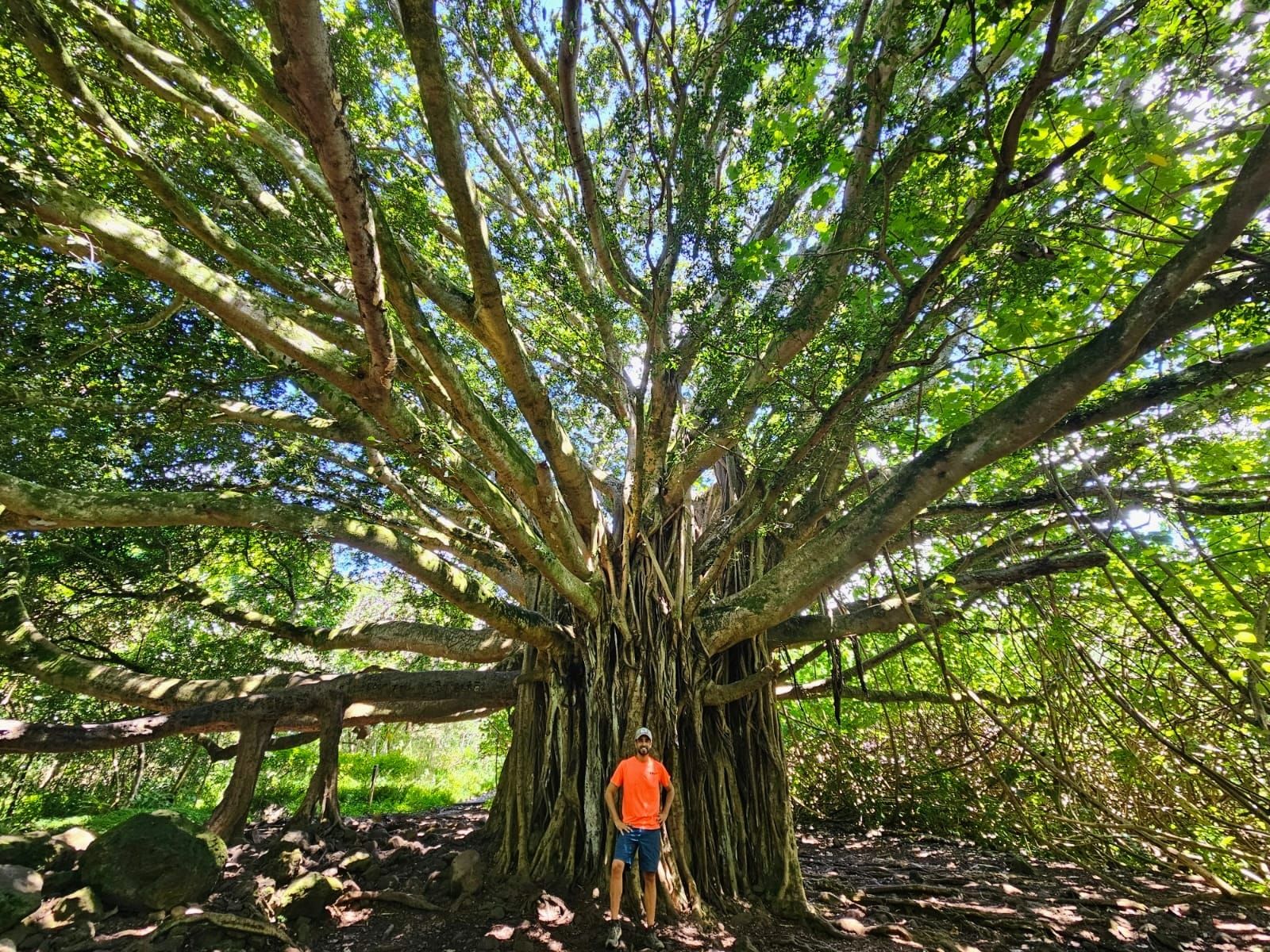 Photo 1 of Pipiwai Trail in Kīpahulu & Kaupō, Maui