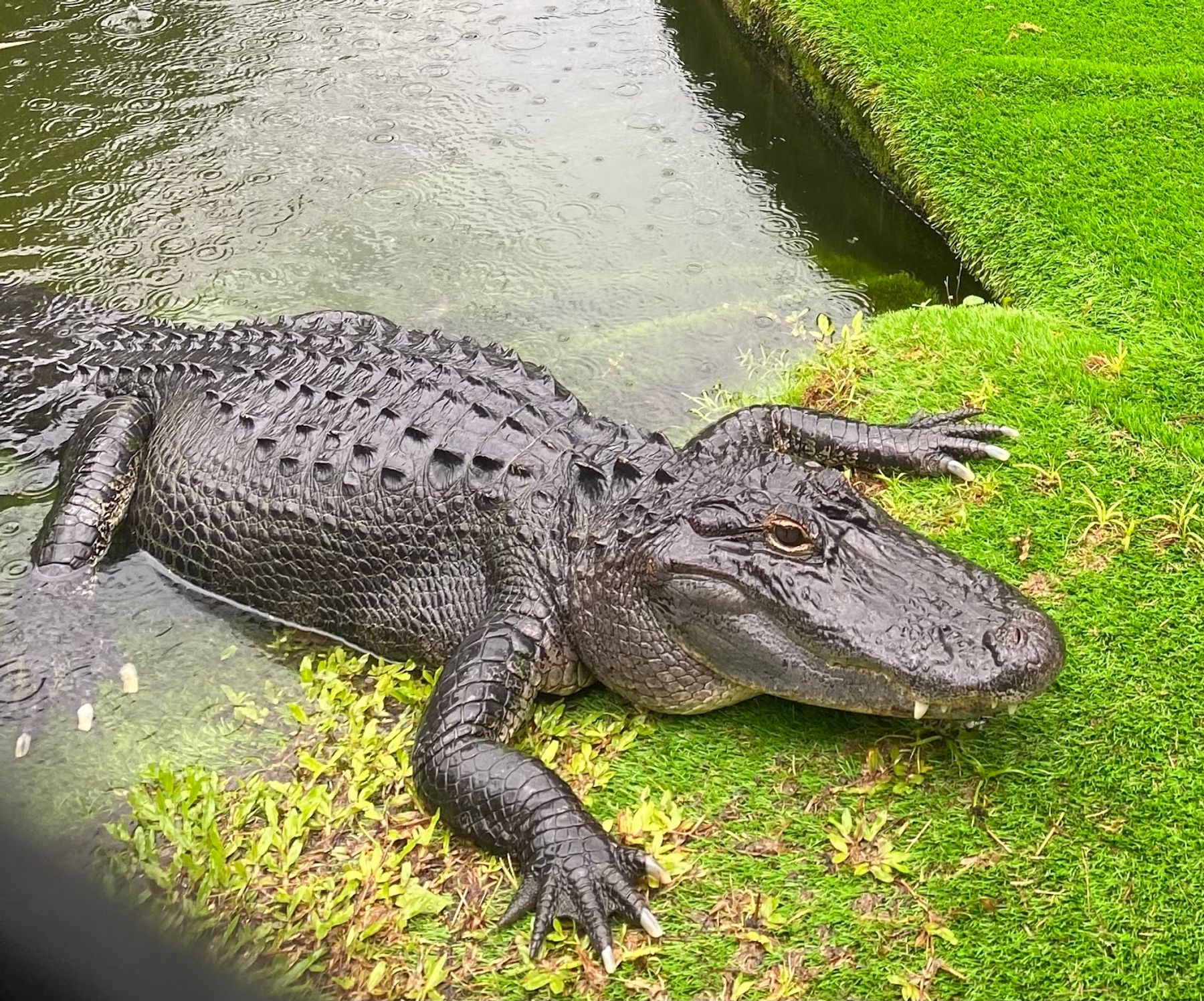 Photo 6 of Panaewa Rainforest Zoo and Gardens in Hilo, Big Island