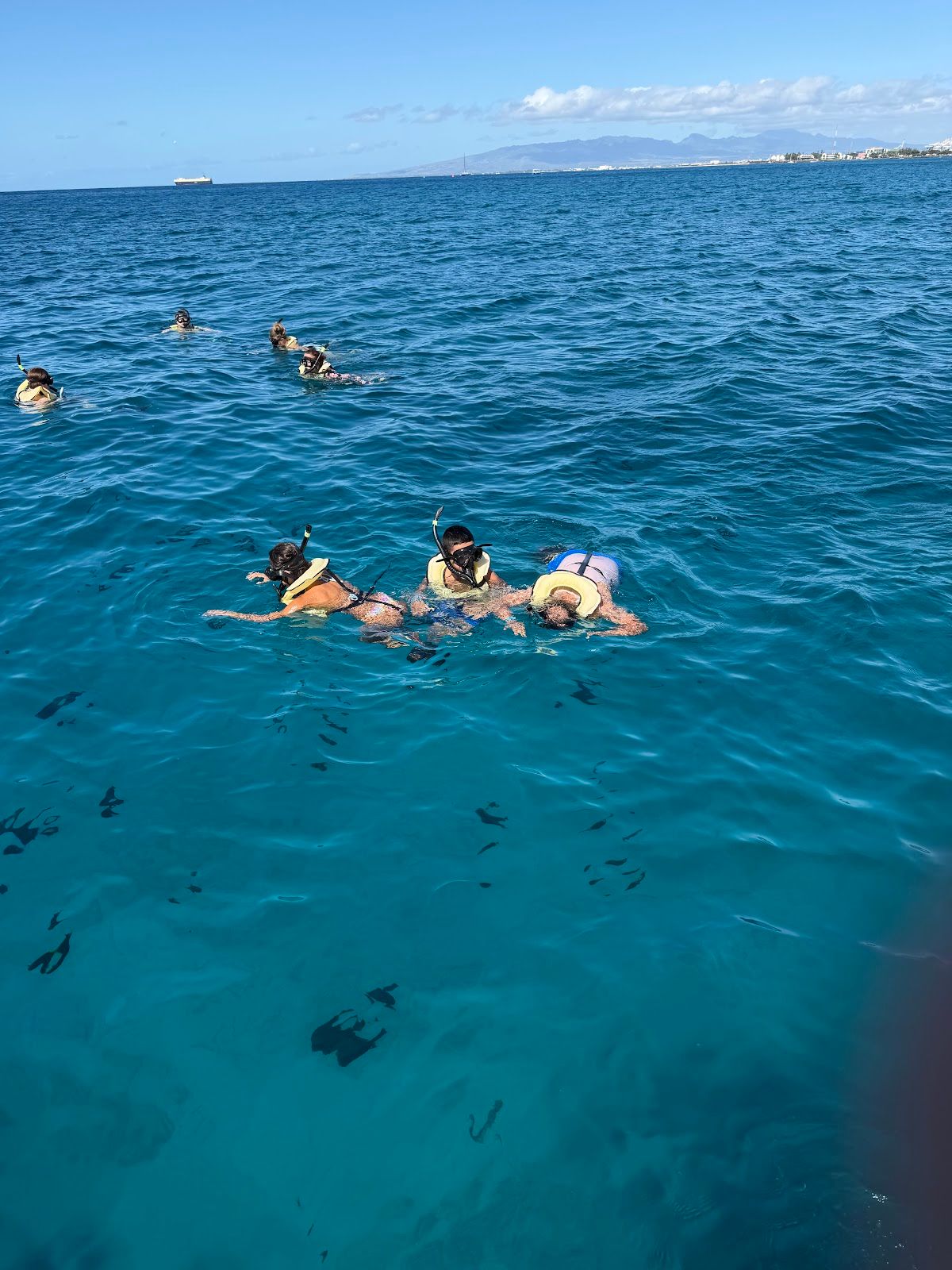 Photo 8 of Turtles and You in Waikīkī, Oahu