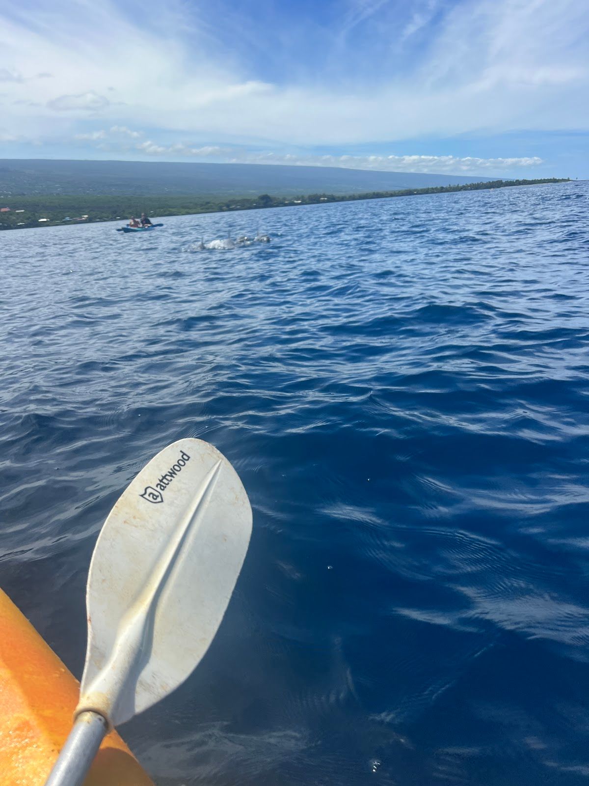 Photo 7 of Adventures In Paradise Snorkel Tours in Kailua-Kona, Big Island