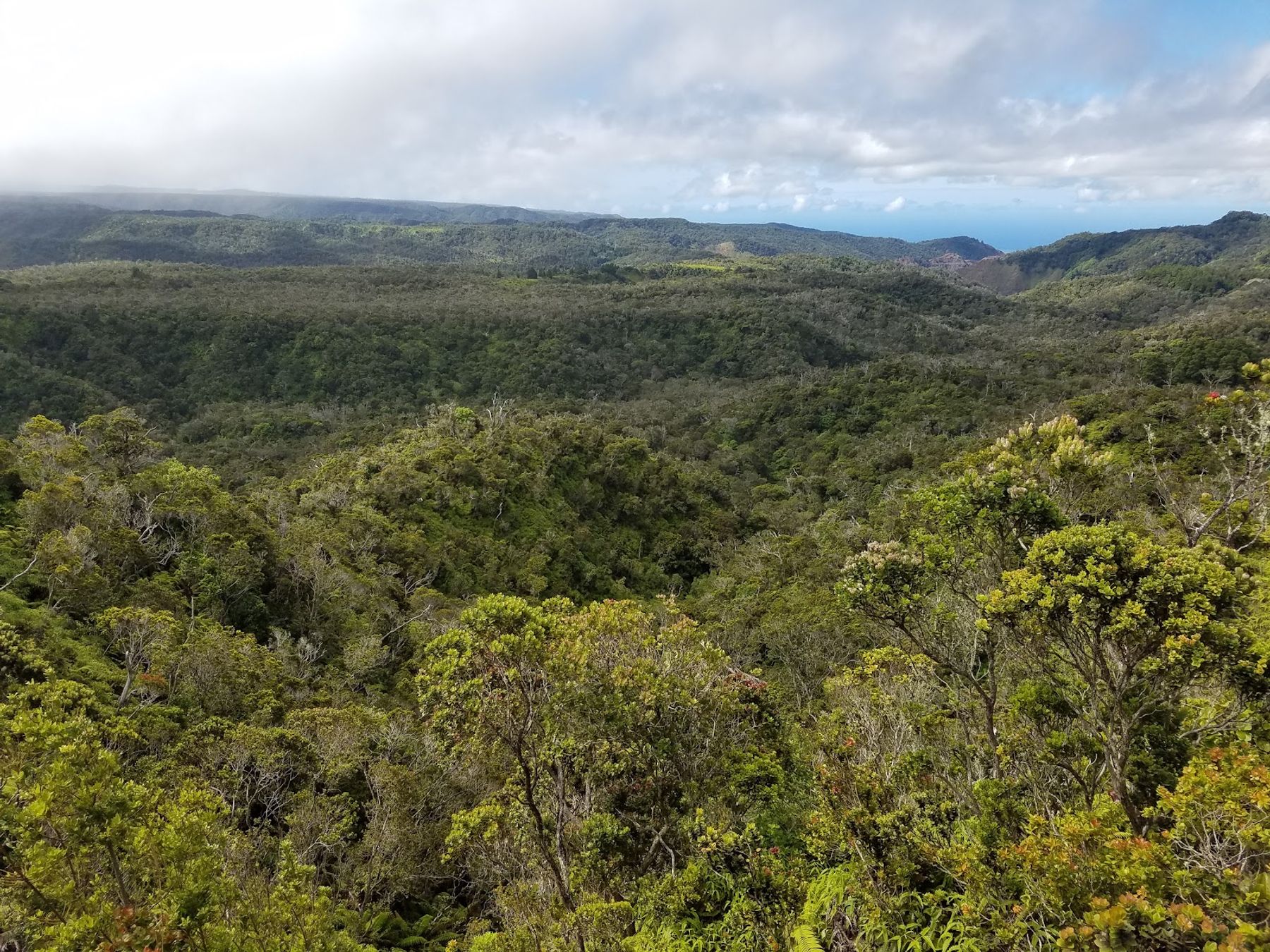 Alakaʻi Wilderness / Swamp Trail in Hanapepe, Kaua‘i photo 5