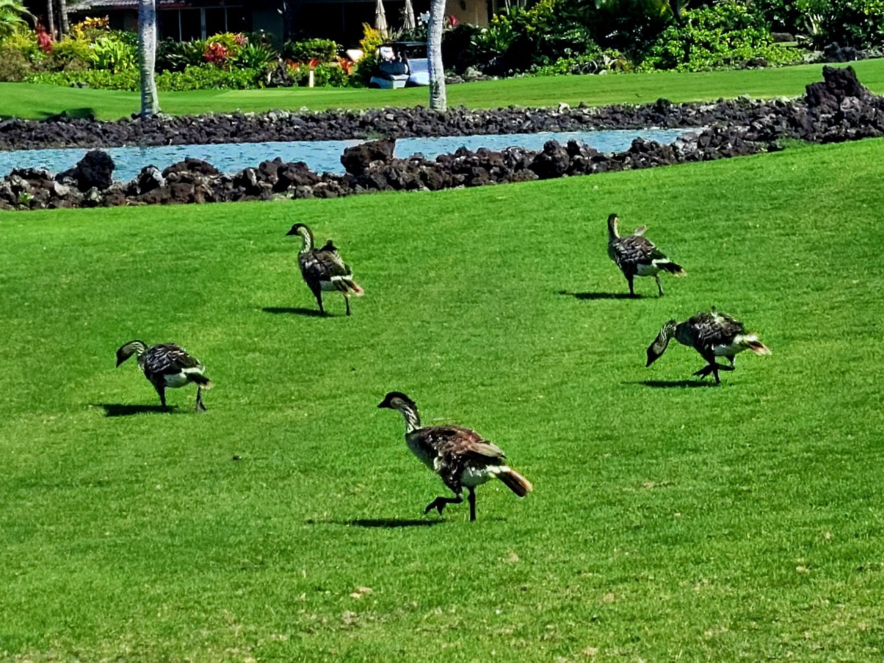 Photo 5 of Mauna Lani Golf in Waikoloa, Big Island