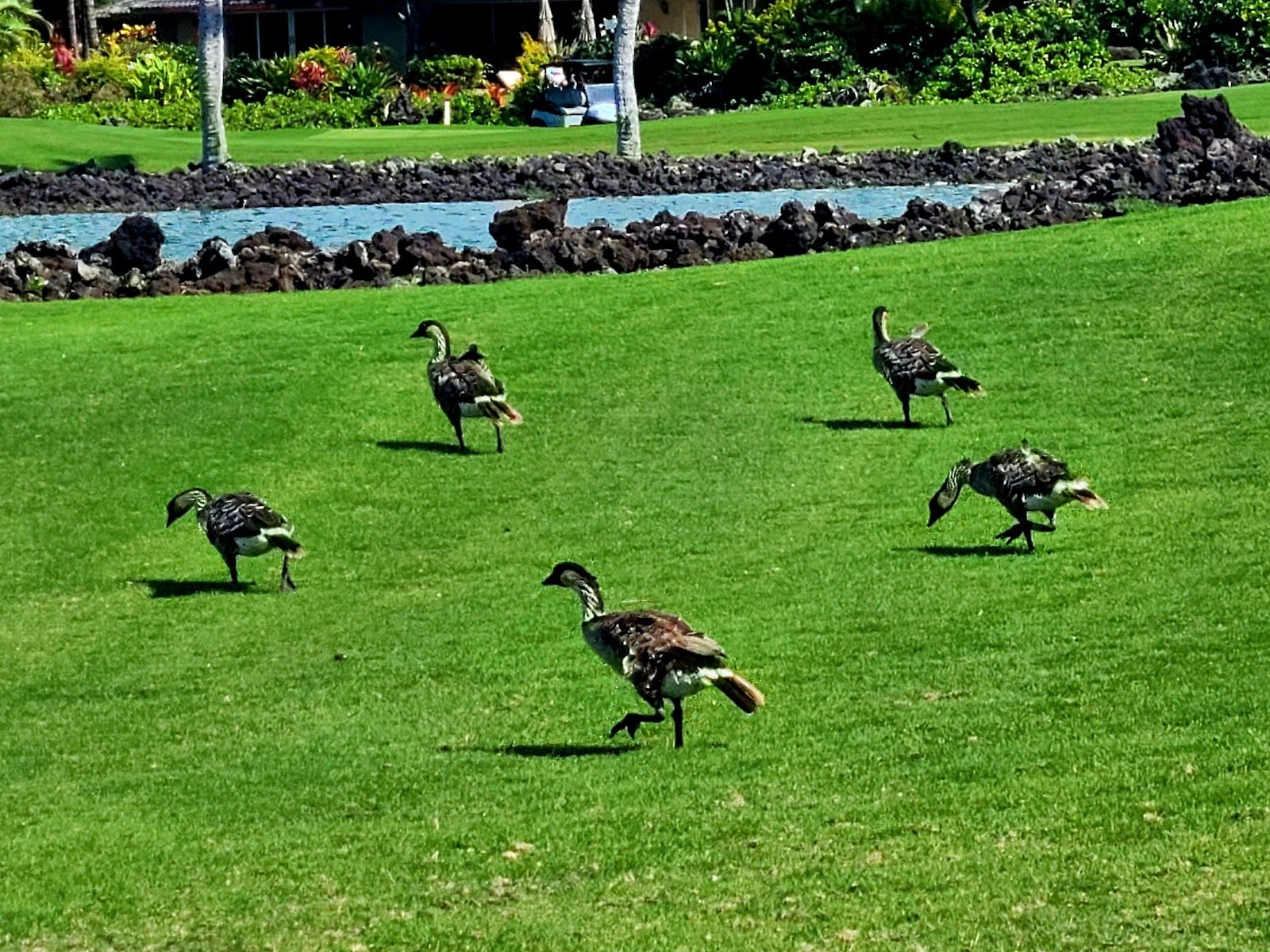 Photo 5 of Mauna Lani Golf in Waikoloa, Big Island