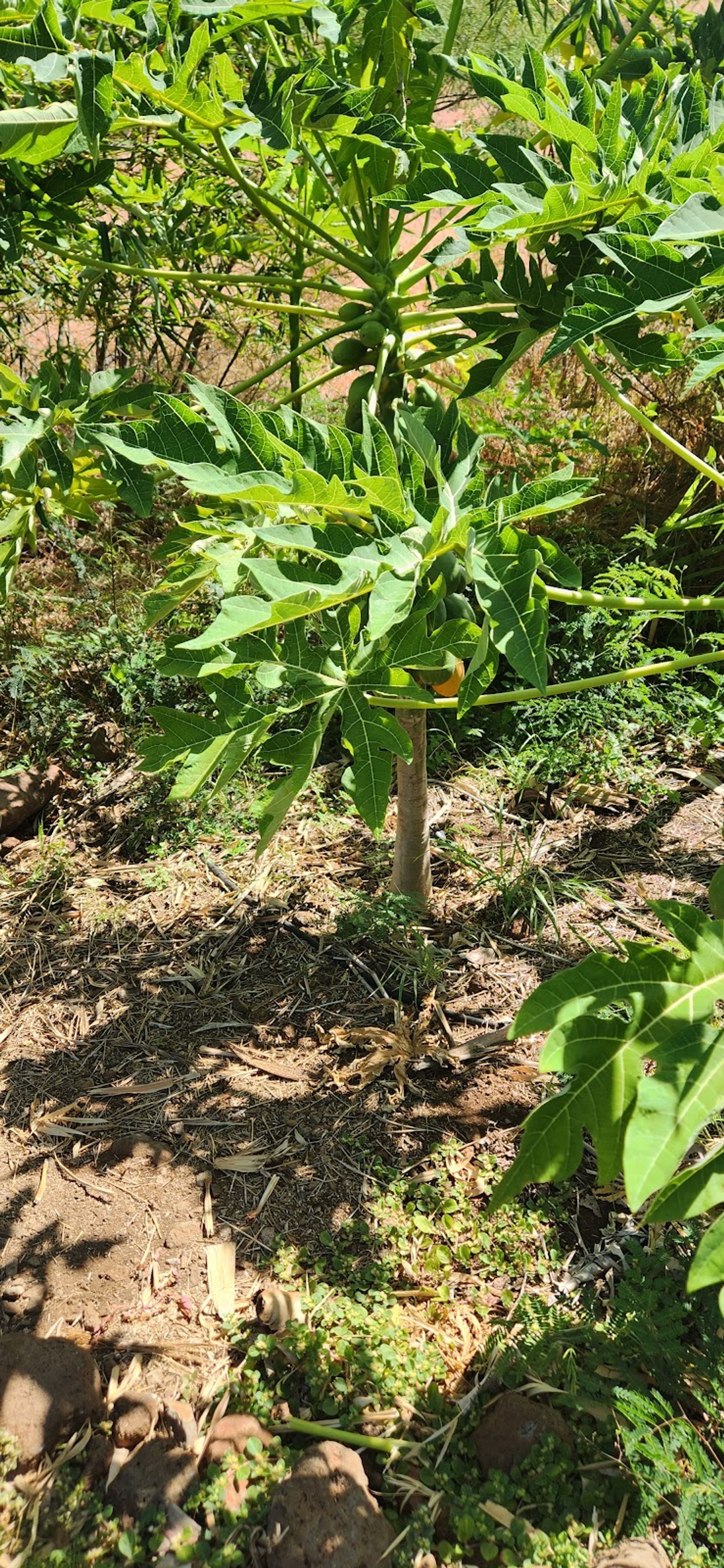 Photo 7 of Maui Dragon Fruit Farm in Lāhainā, Maui