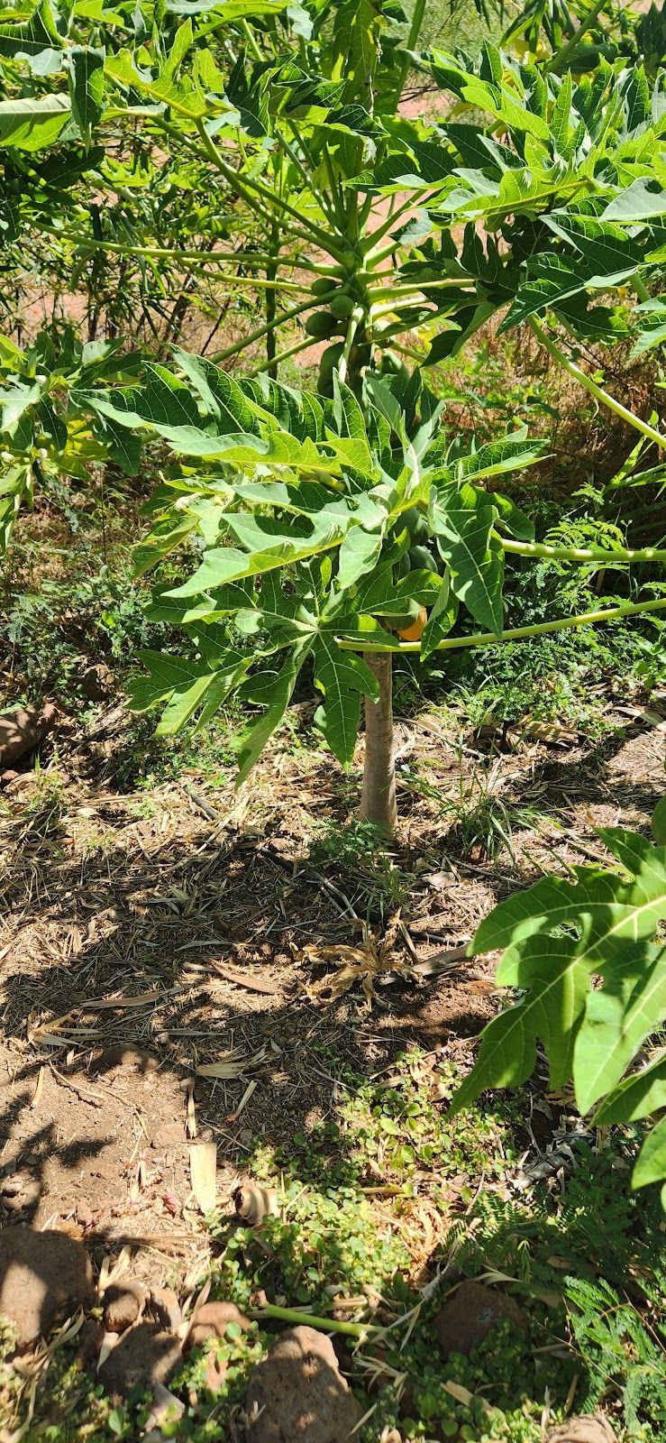 Photo 7 of Maui Dragon Fruit Farm in Lāhainā, Maui