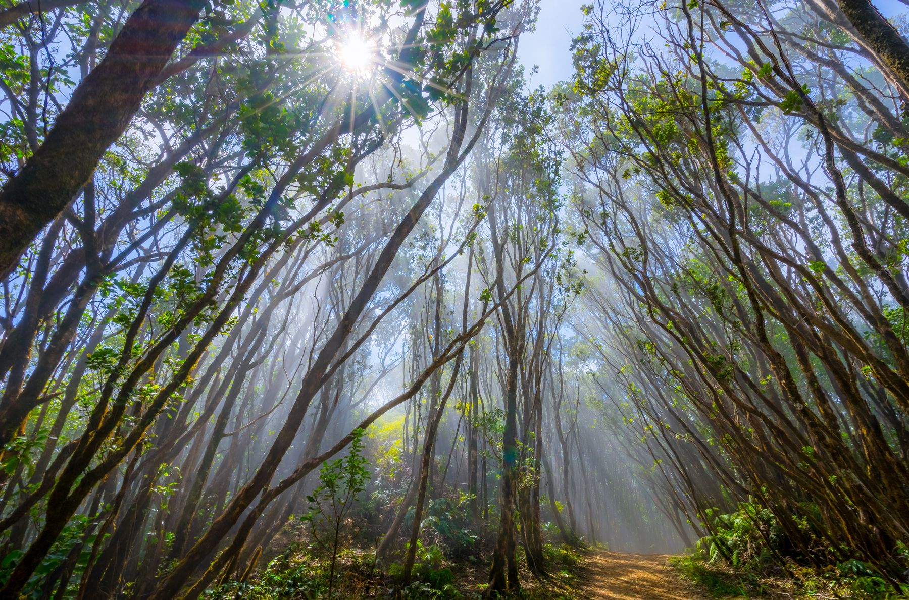 Sunburst and light beams cutting through fog in a dense forest, with a dirt trail curving under leaning trees.