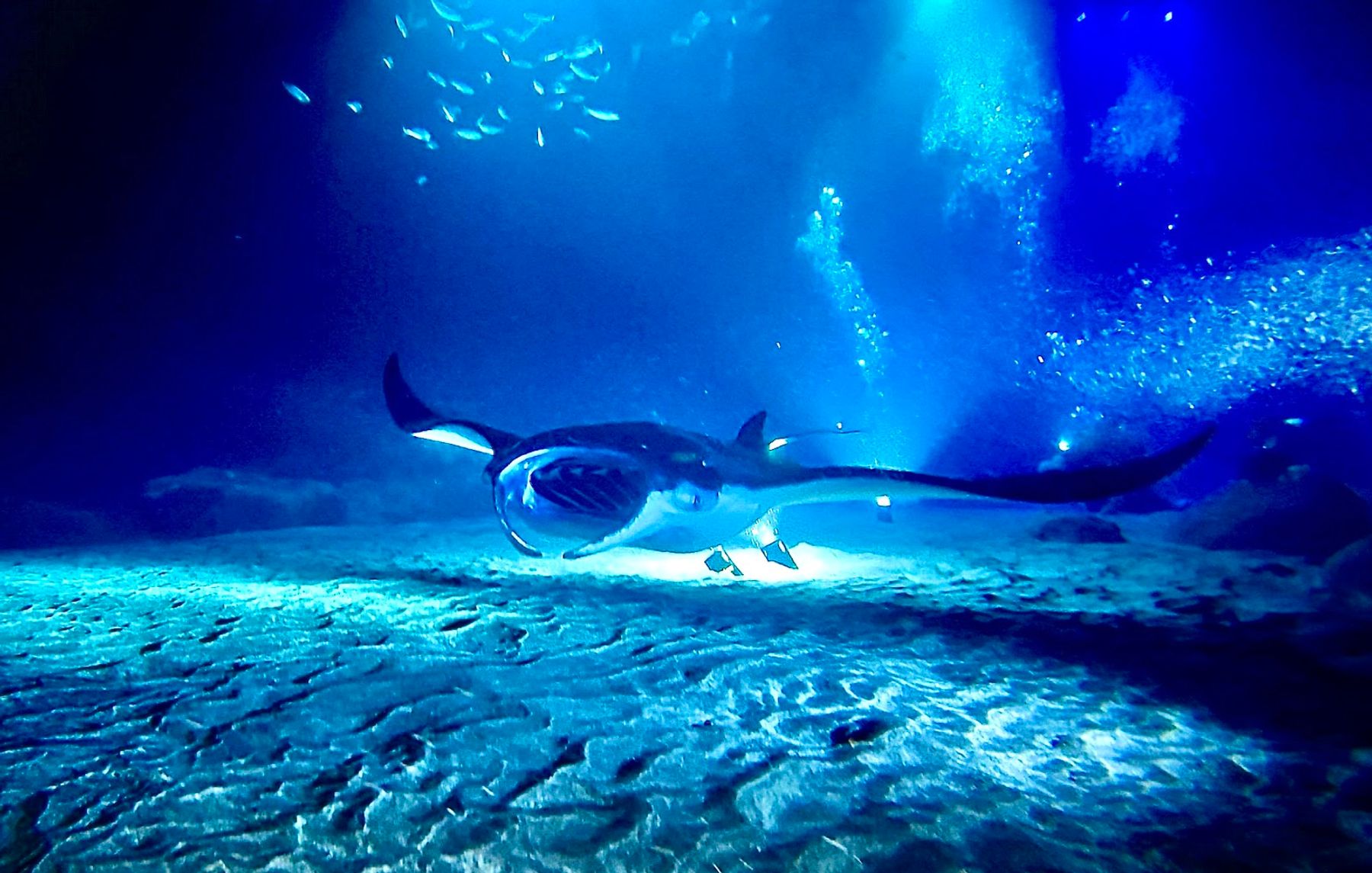 Photo 3 of Manta Ray Dives of Hawai‘i in Kailua-Kona, Big Island