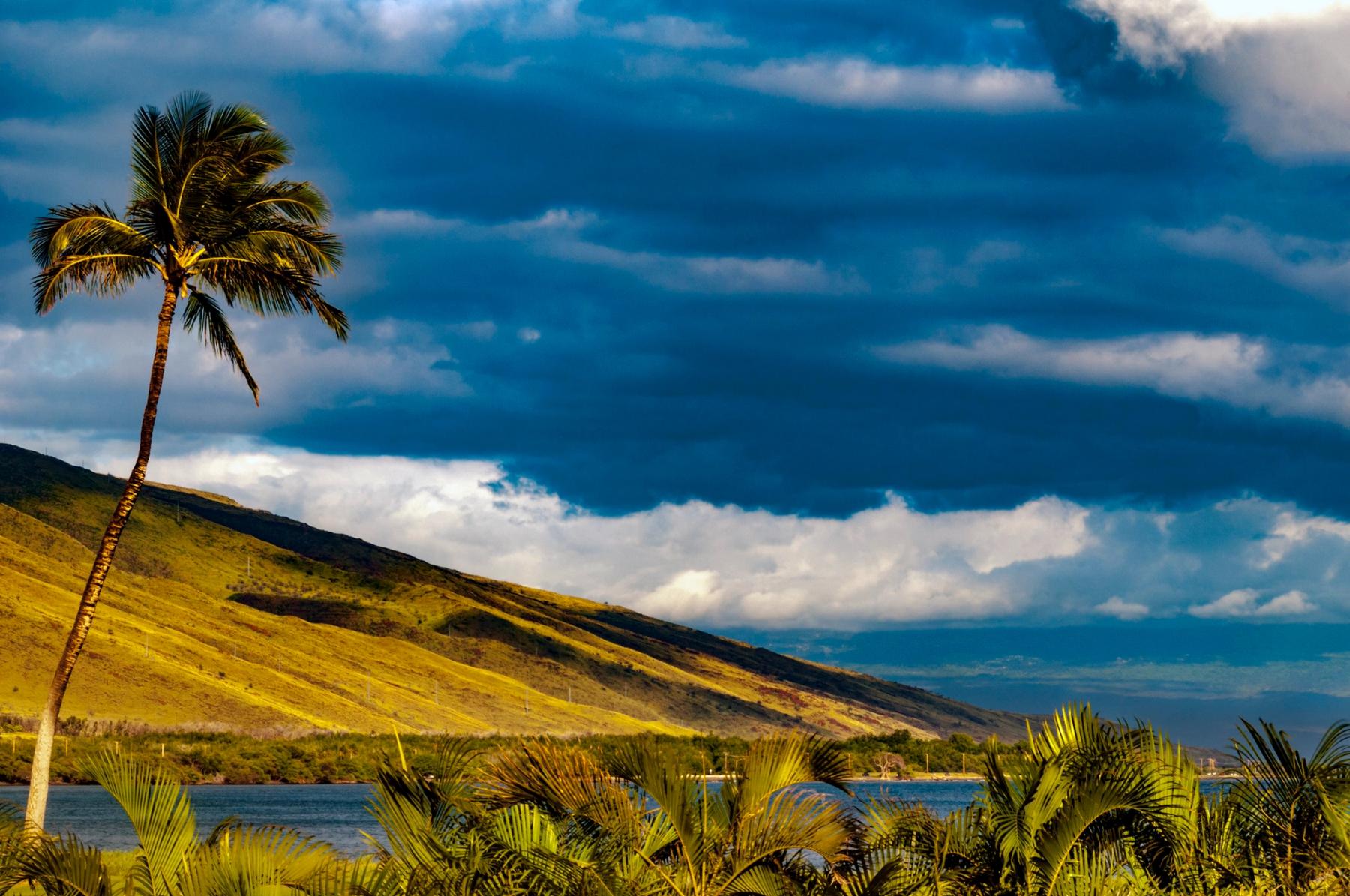 Palm trees along the shoreline with sunlit hills and a band of ocean beneath dark clouds in Olowalu, Maui.