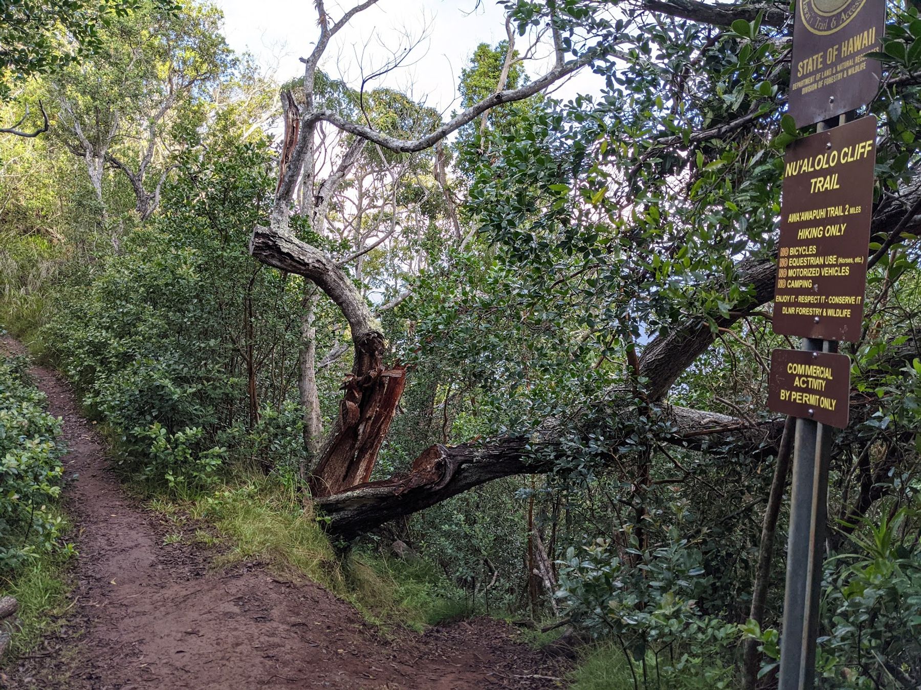 Nuʻalolo Trail in Waimea, Kaua‘i photo 4