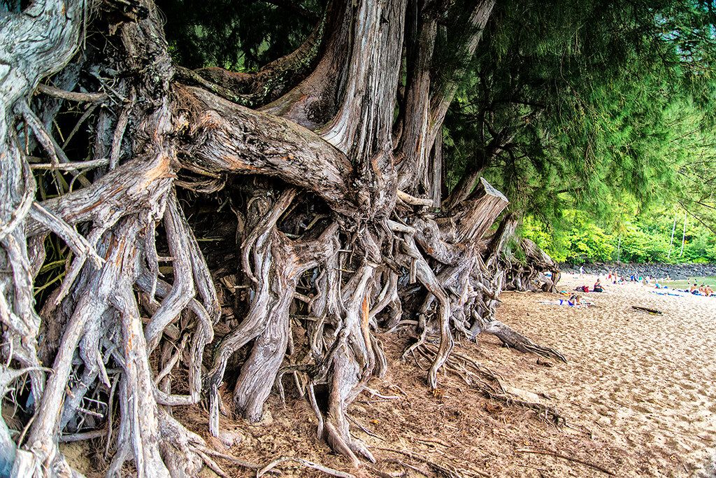 Twisted exposed tree roots lining the edge of a sandy beach under a dense green canopy with beachgoers in the distance