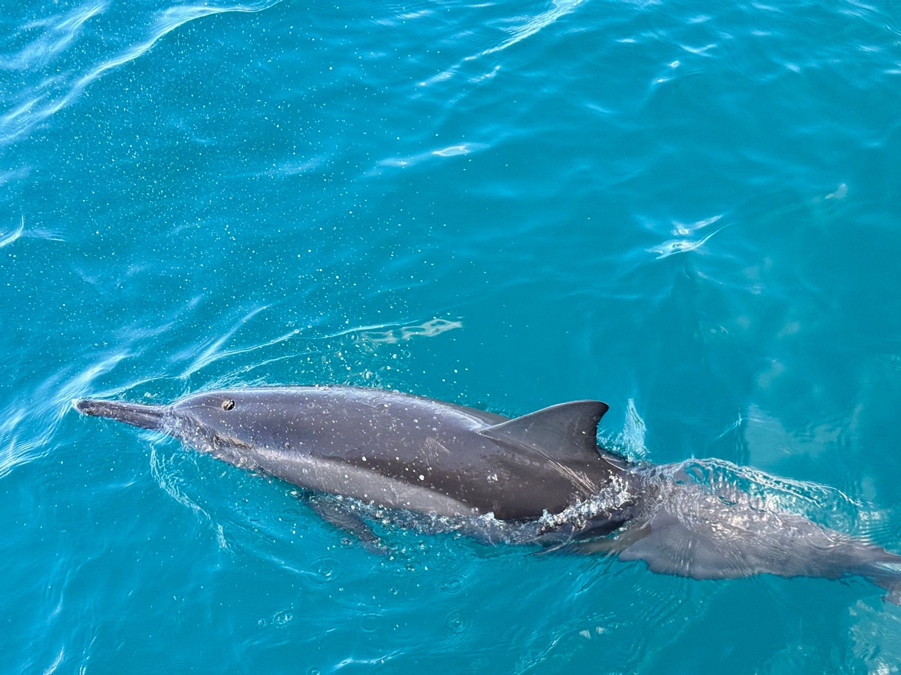 Na Pali Catamaran in Hanalei, Kaua‘i photo 5