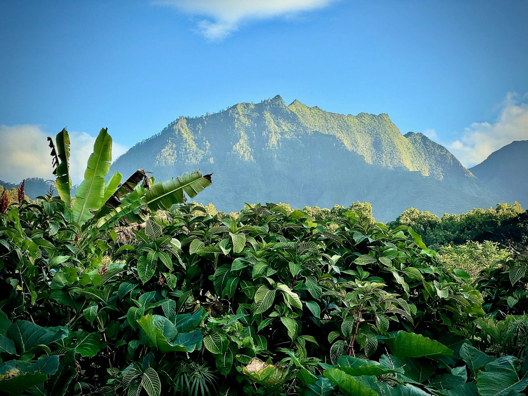 Tropical green foliage and banana leaves in the foreground with a sunlit mountain ridge under a clear blue sky on Kauaʻi.