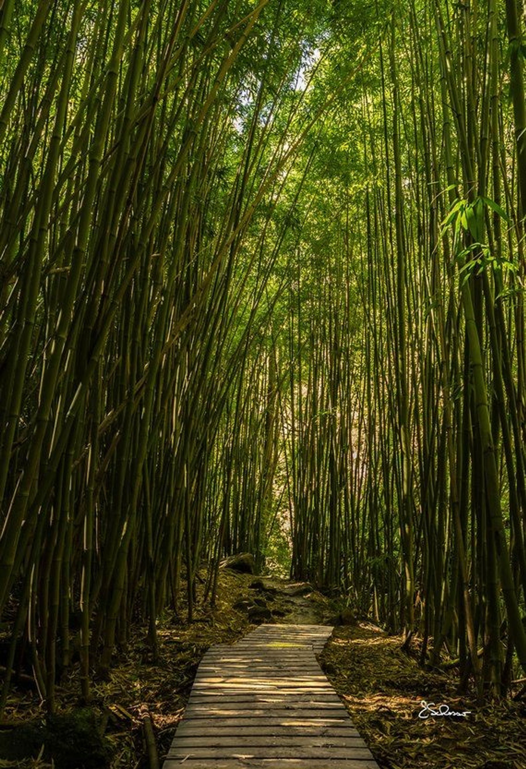 Photo 2 of Banyan Tree in Kīpahulu & Kaupō, Maui