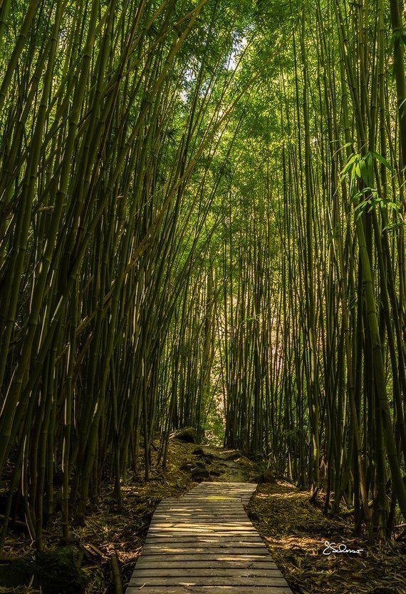 Photo 2 of Banyan Tree in Kīpahulu & Kaupō, Maui