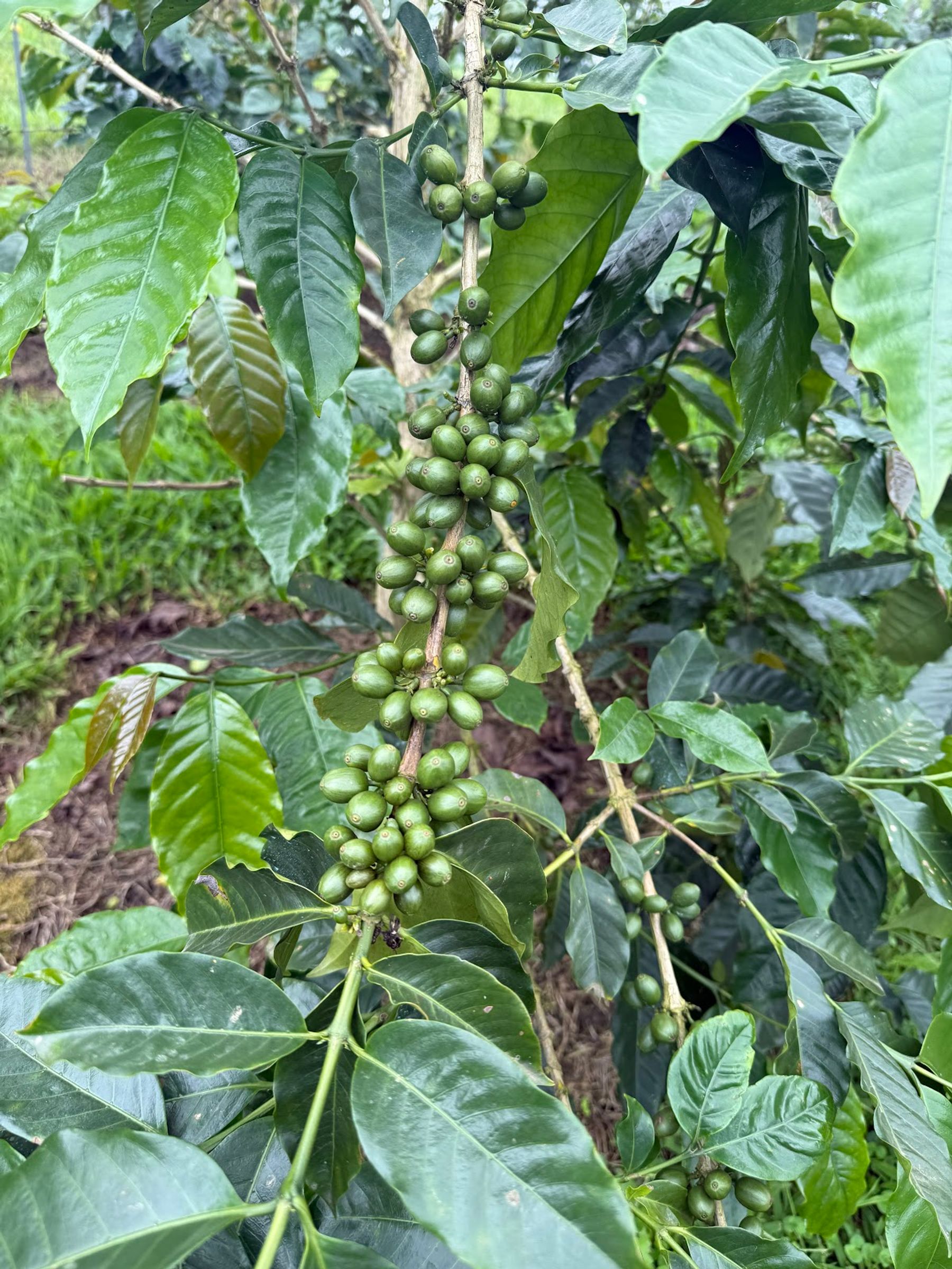 Photo 1 of Uluwehi Coffee Farm in Hōlualoa, Big Island