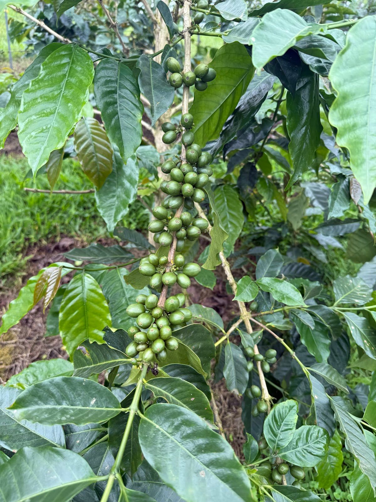 Photo 1 of Uluwehi Coffee Farm in Hōlualoa, Big Island