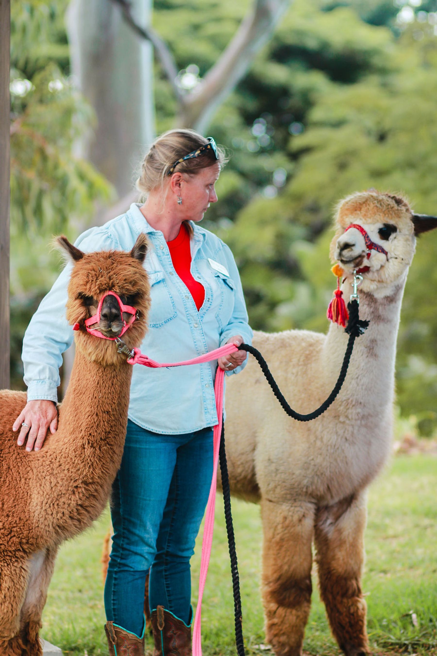 Photo 1 of Maui Alpaca in Kula, Maui