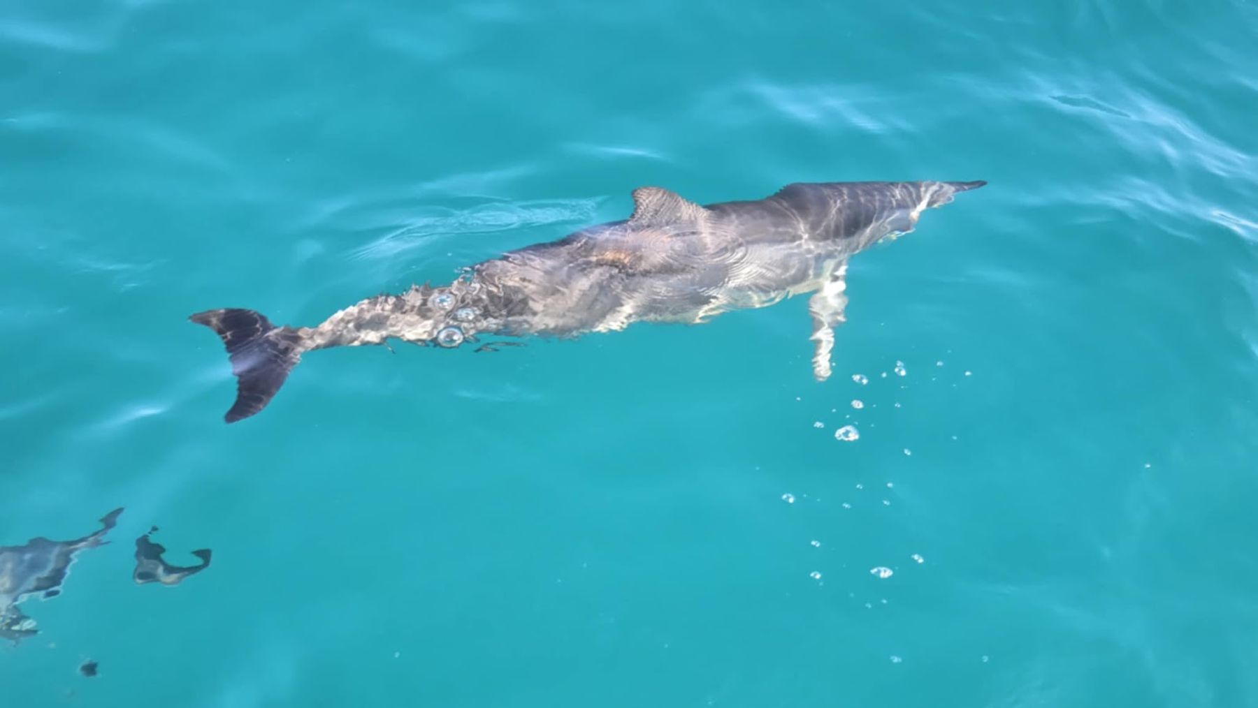 Captain J's Kauai Offshore Adventures in Eleele, Kaua‘i photo 5