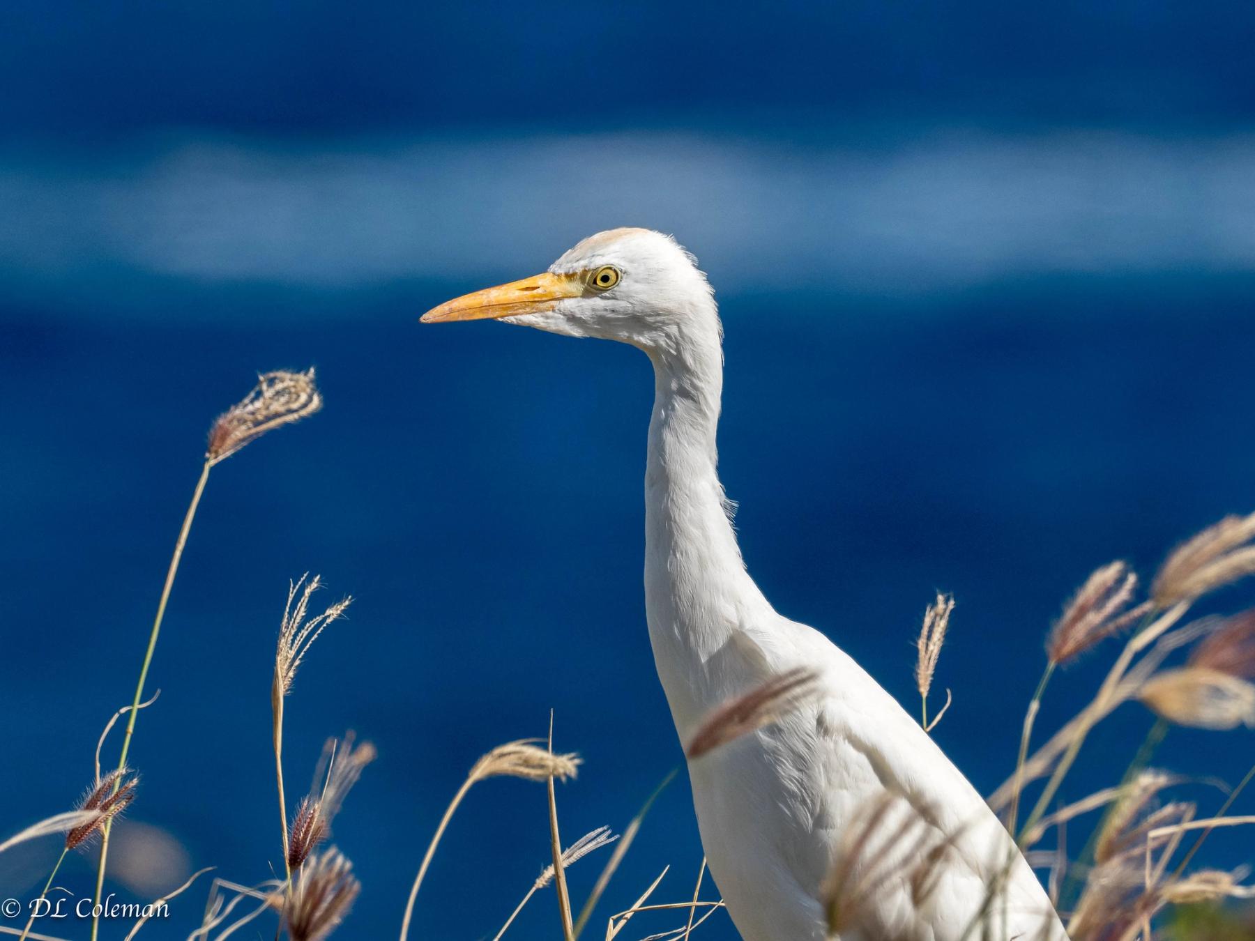 Cattle egret in side profile standing among dry grasses with a deep blue ocean and sky background
