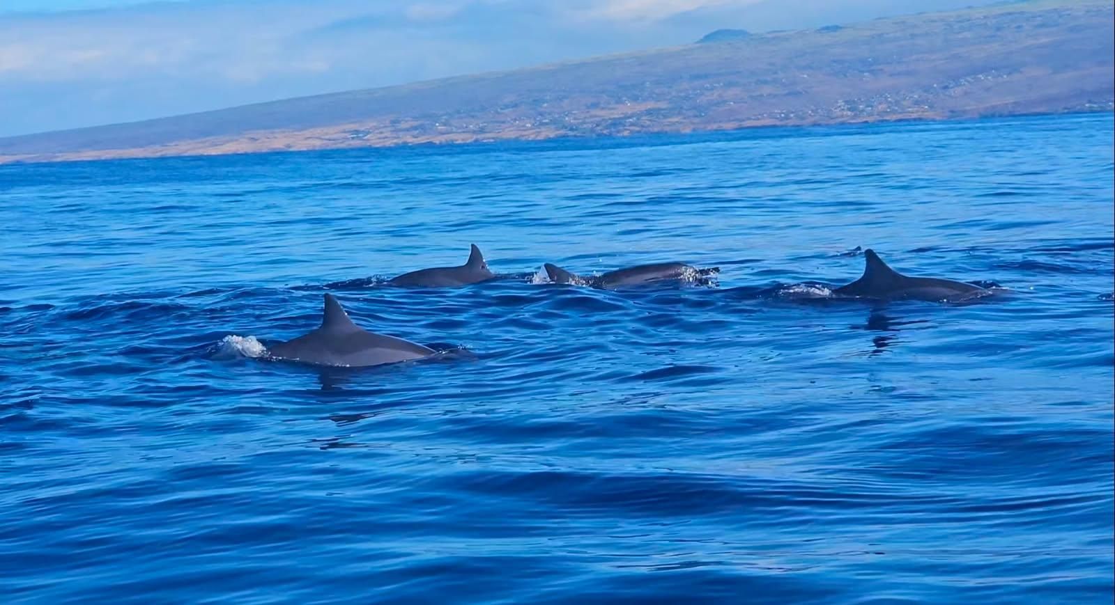 Photo 2 of Liquid Hawai‘i Charters in Waikoloa, Big Island