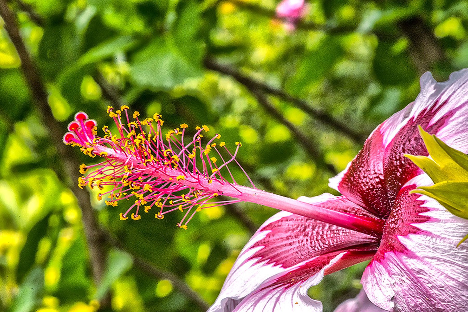 Close-up hibiscus with a long pink stamen and yellow pollen against a blurred green leafy background