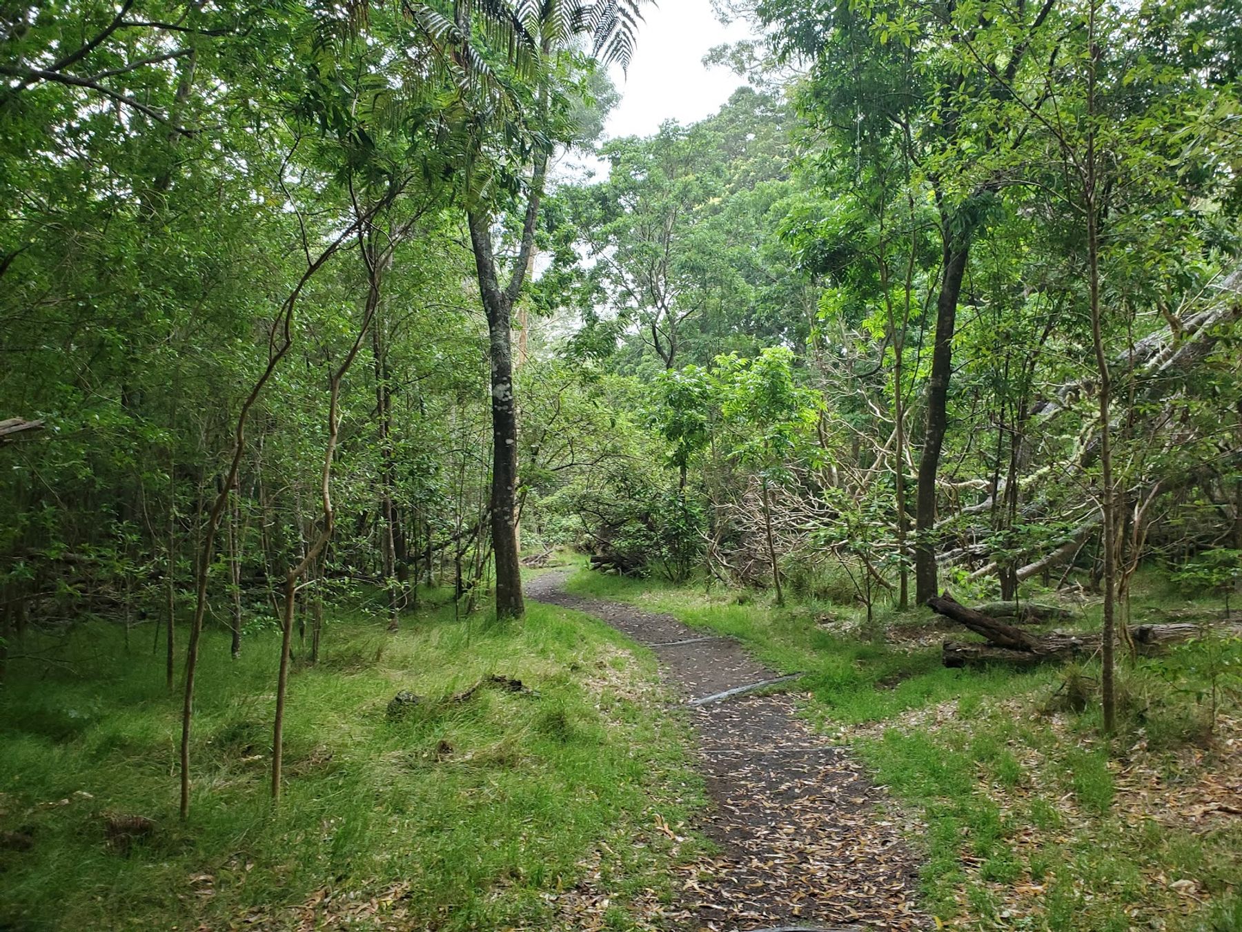 Photo 1 of Kipuka Puaulu Trail in Volcano, Big Island