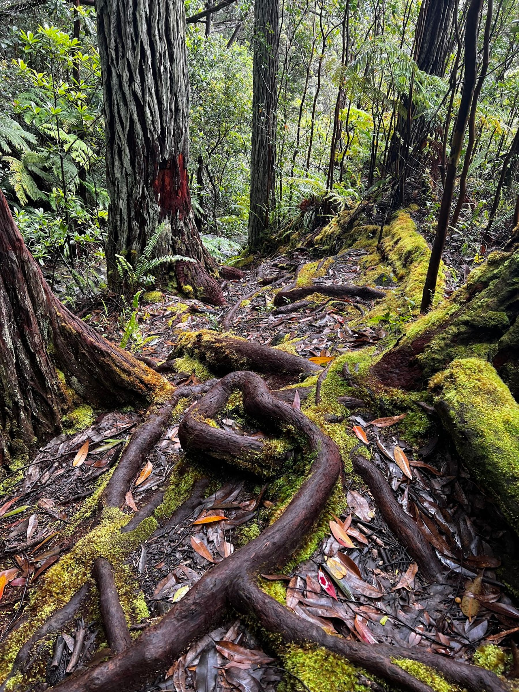 Photo 6 of Kalōpā State Recreation Area in Honokaʻa, Big Island