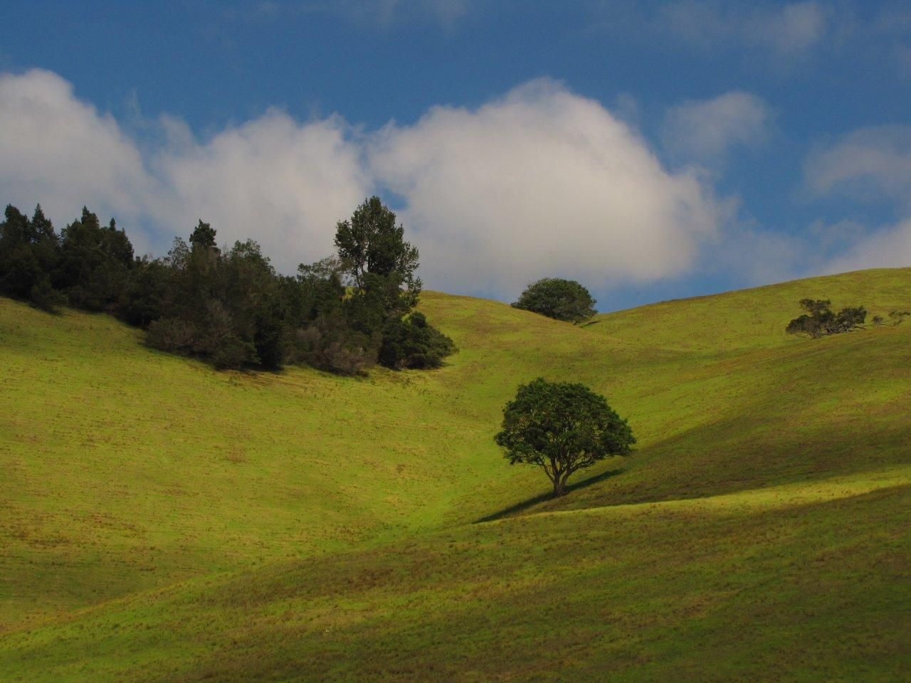 Rolling green hills with scattered trees under large white clouds in Ulupalakua, Maui.