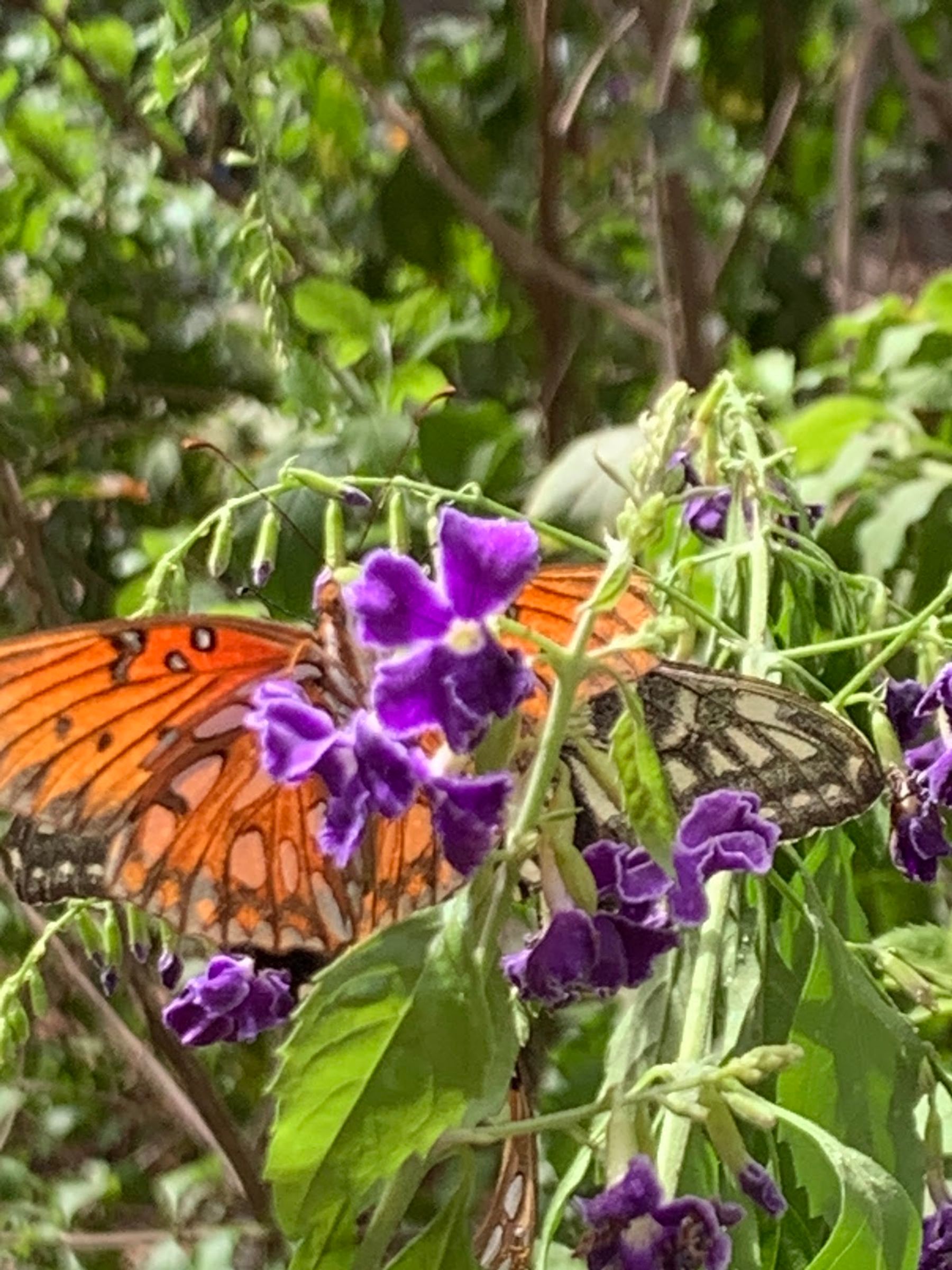 Photo 5 of The Maui Butterfly Farm in Olowalu, Maui