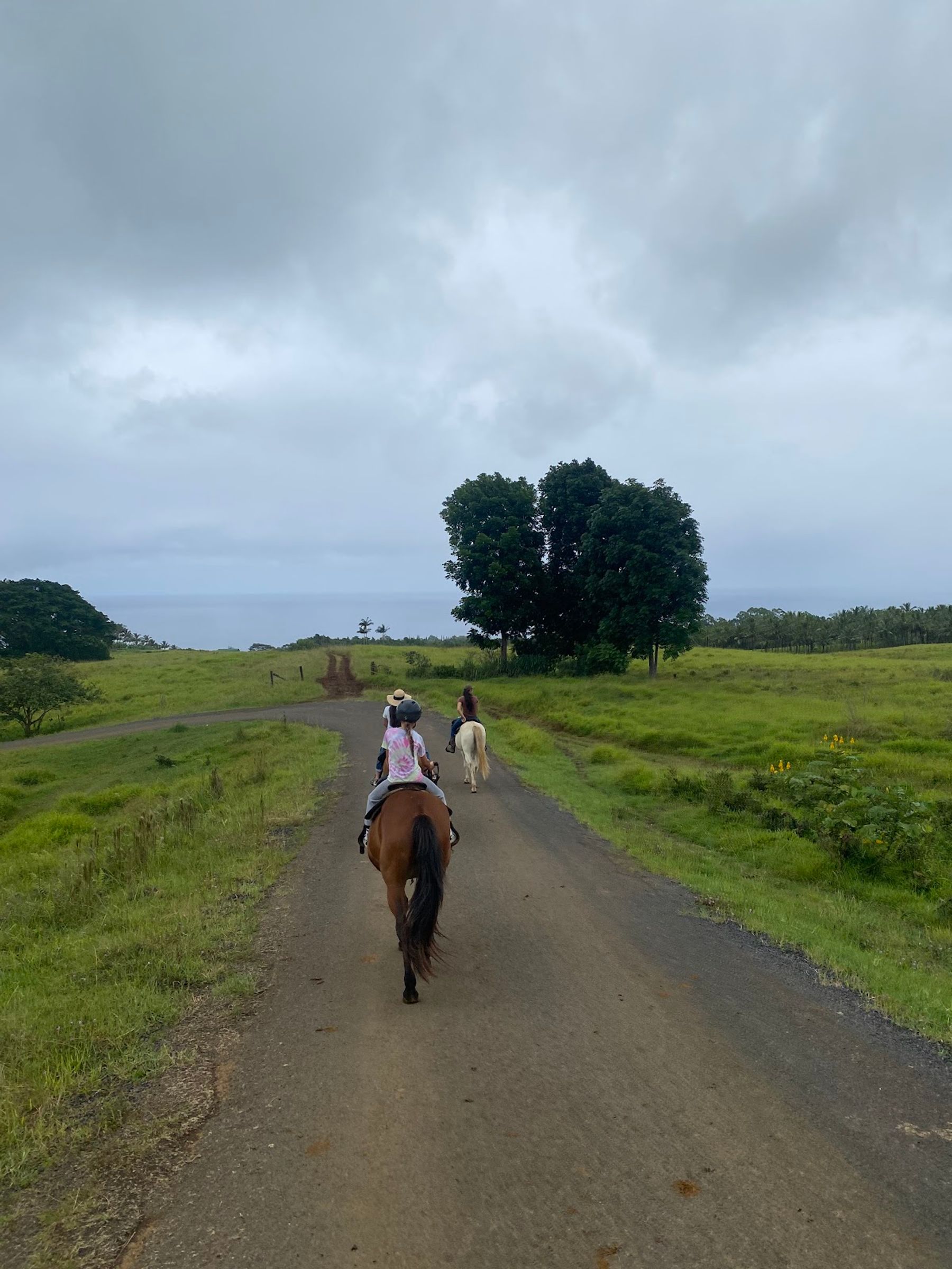 Photo 2 of Wailea Horseback Adventure - Waipio Ridge Stables LLC in Greater Hilo, Big Island