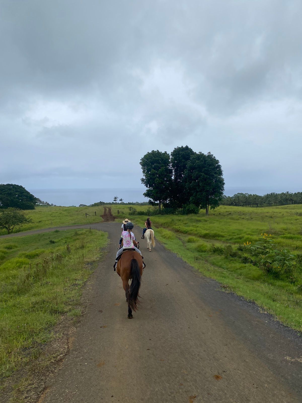 Photo 2 of Wailea Horseback Adventure - Waipio Ridge Stables LLC in Greater Hilo, Big Island