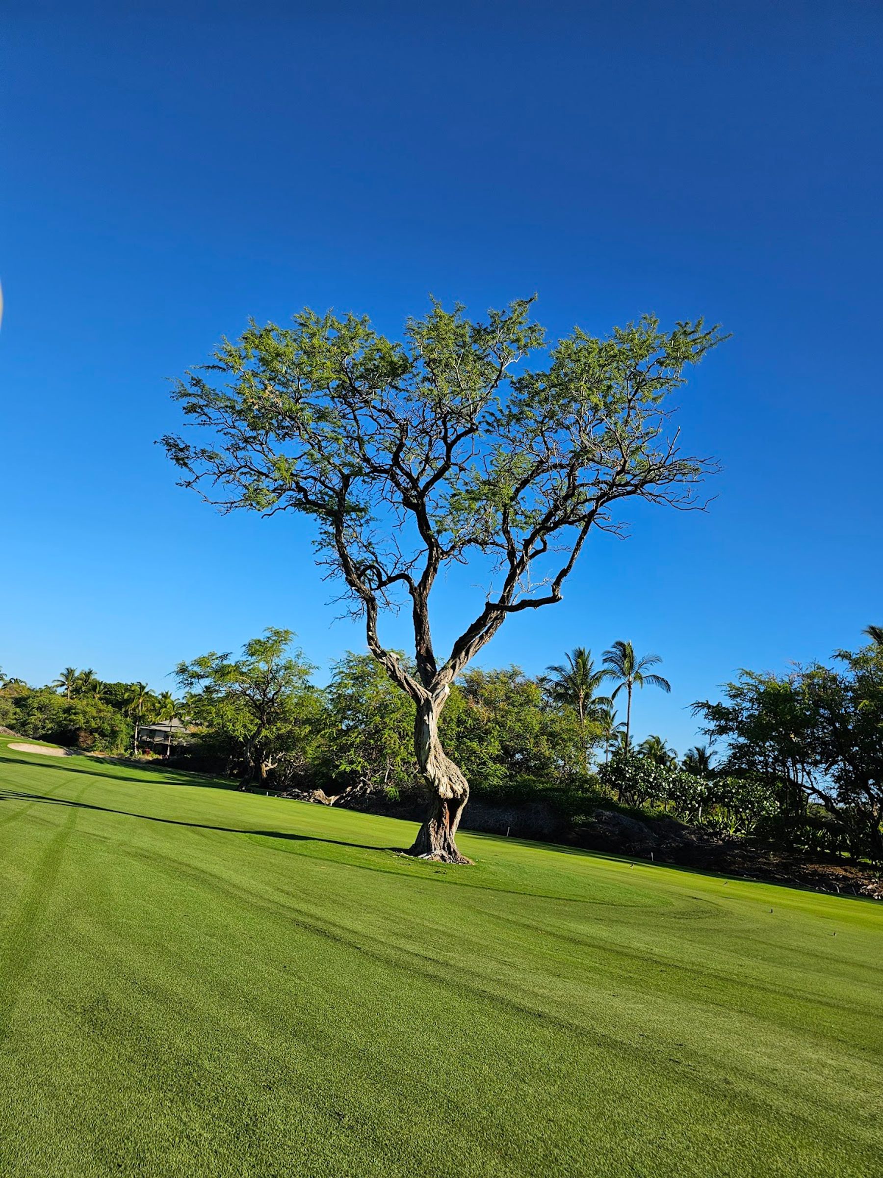 Photo 9 of Mauna Lani Golf in Waikoloa, Big Island