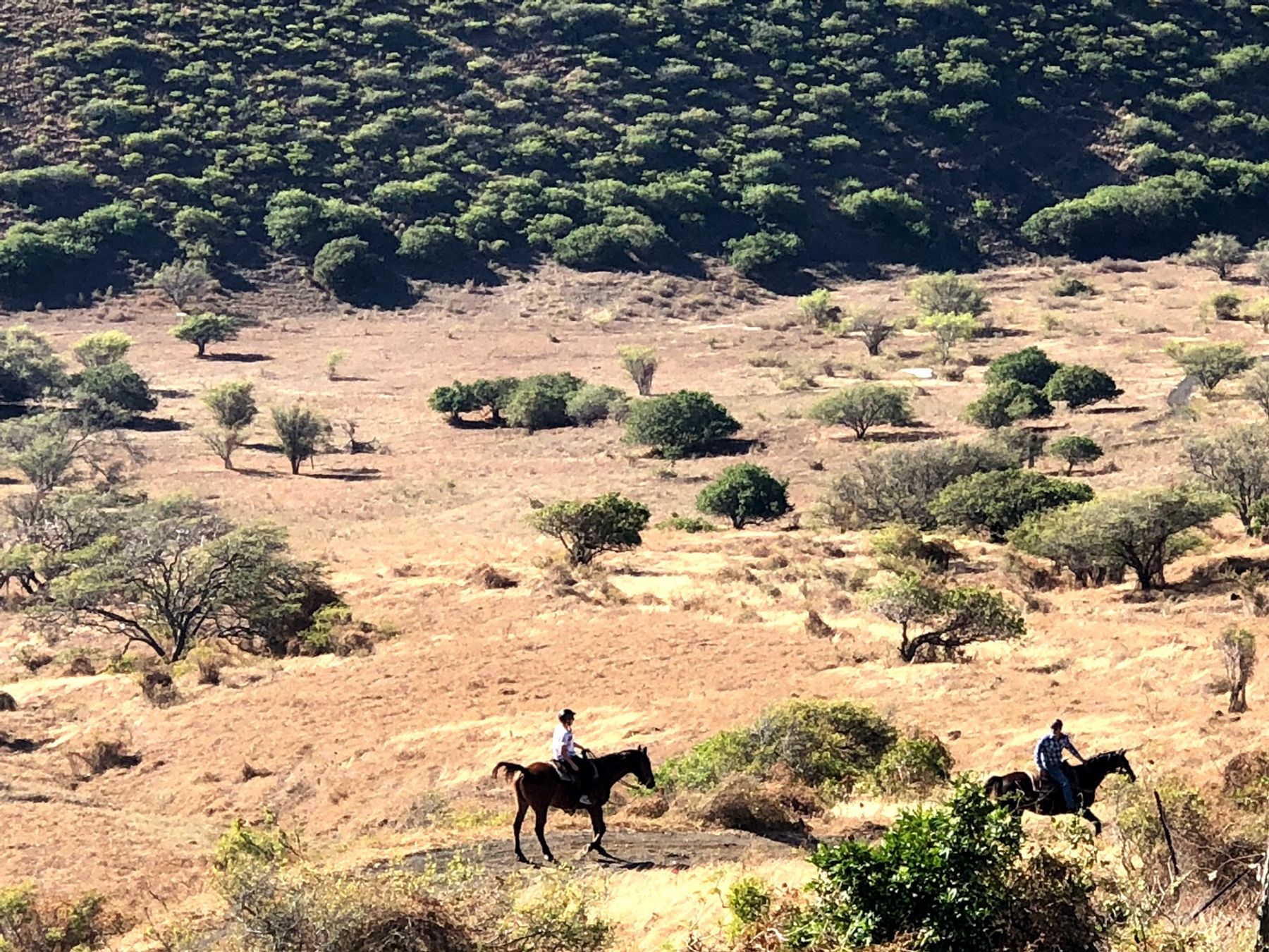 Photo 8 of Triple L Ranch Horseback Rides in Ulupalakua, Maui