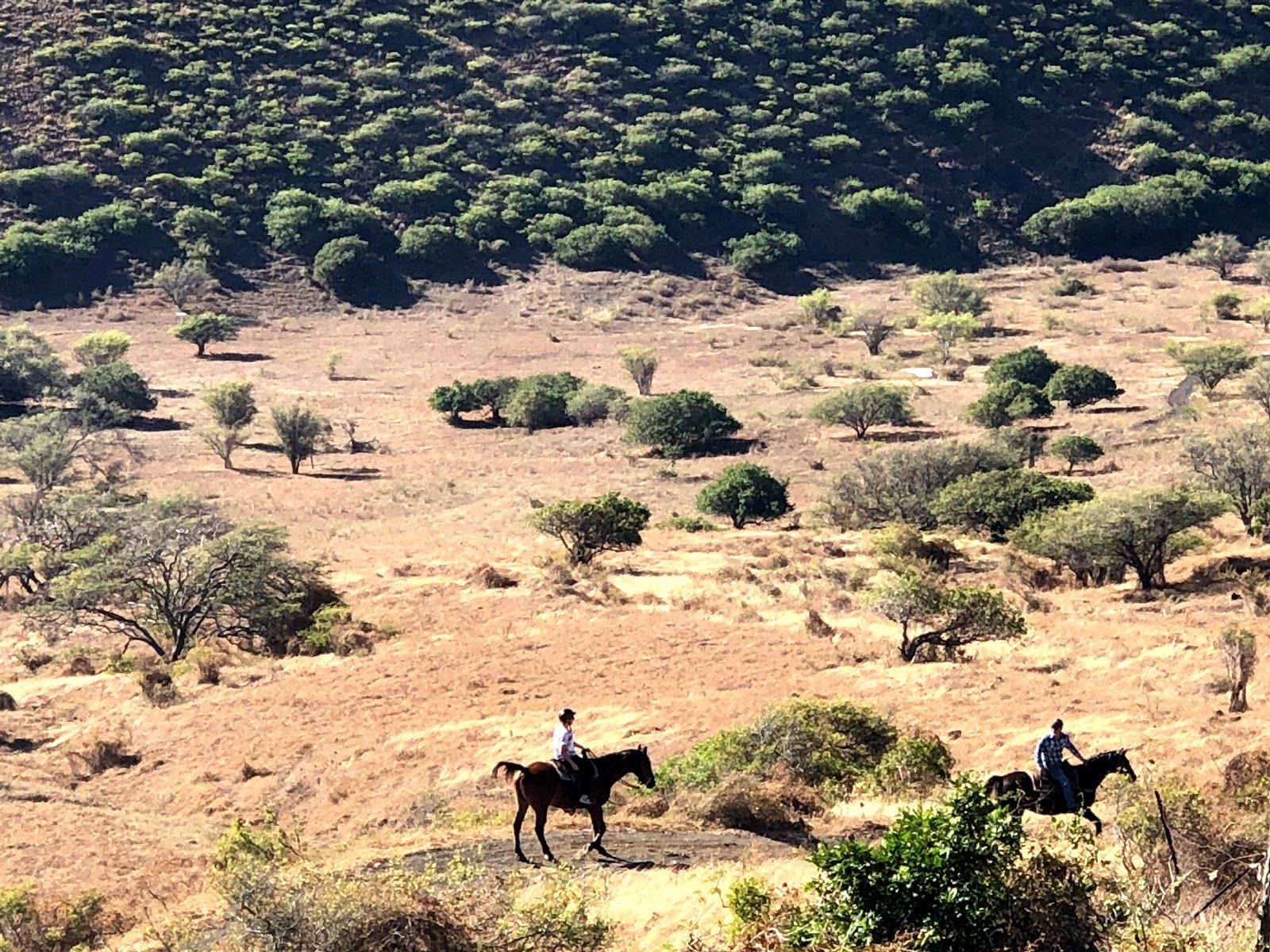 Photo 8 of Triple L Ranch Horseback Rides in Ulupalakua, Maui