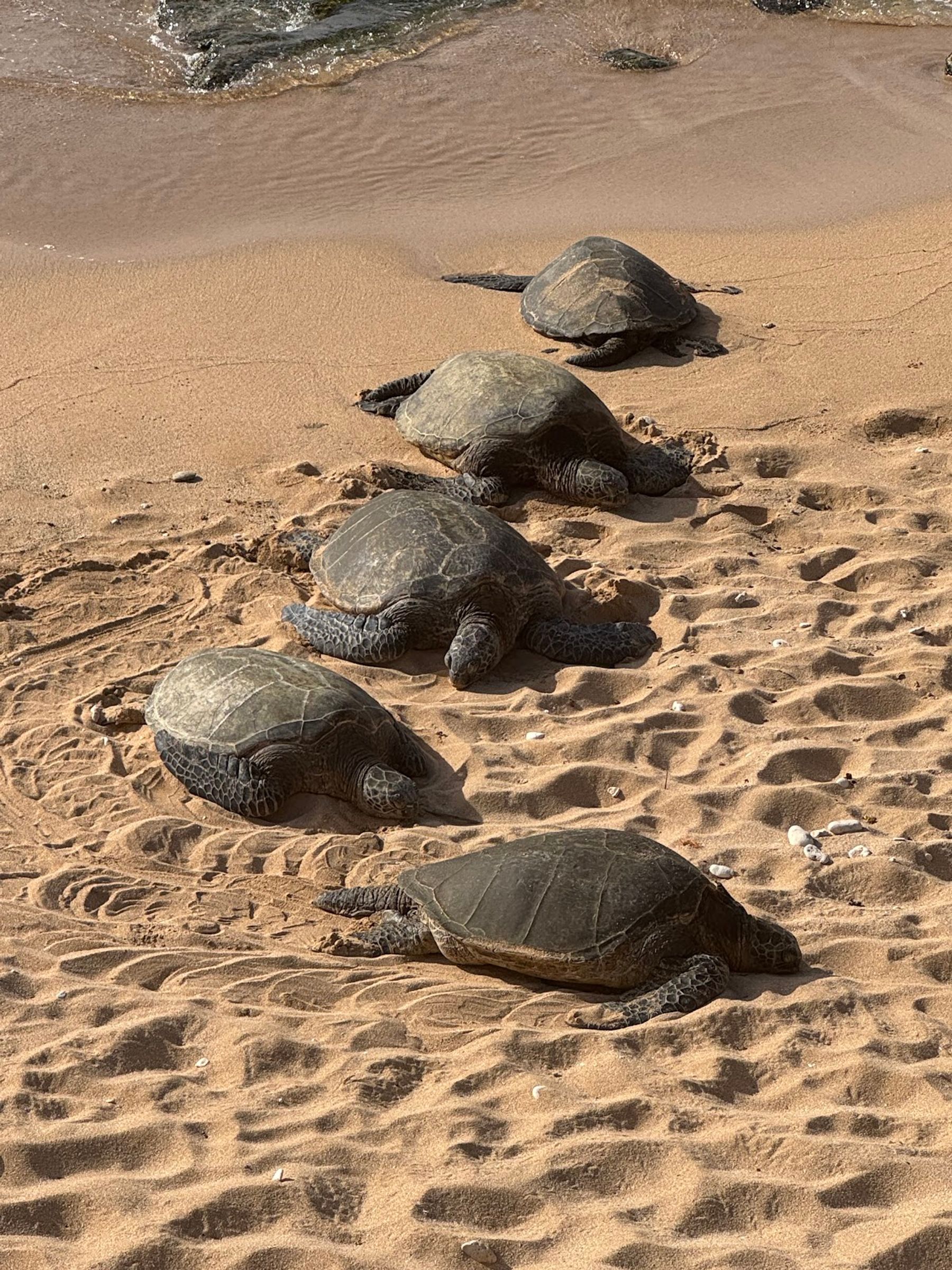 Photo 7 of Hawaii By Storm Tours in Kahului, Maui