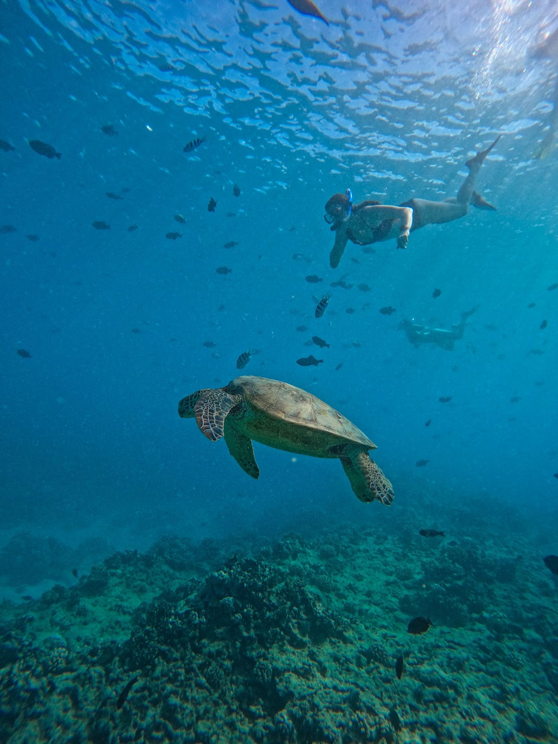Photo 2 of Captain Max Boat Tours in Ala Moana & Mōʻiliʻili, Oahu