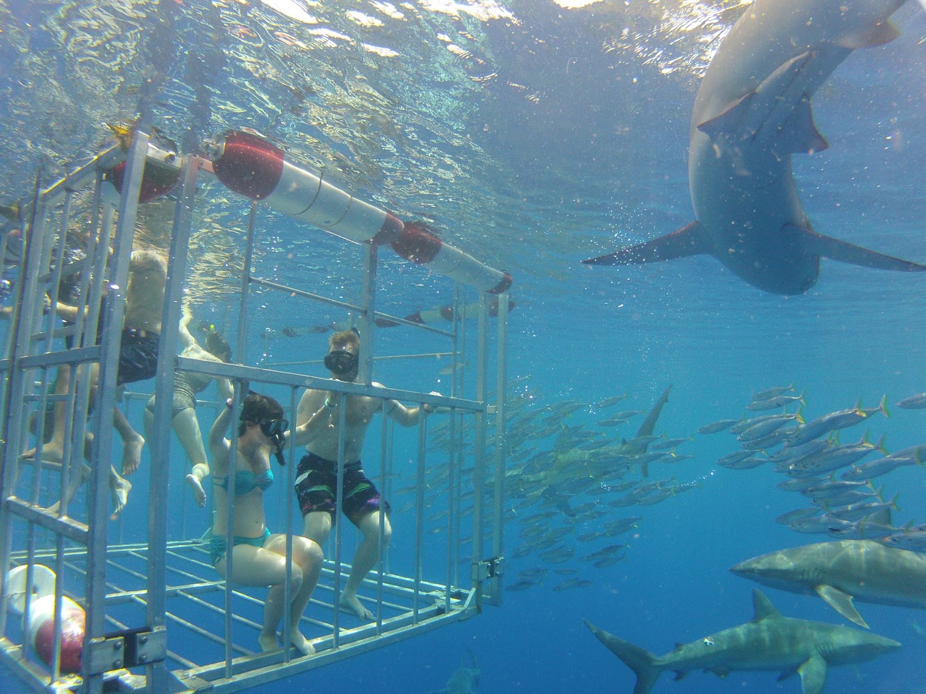 Photo 1 of North Shore Shark Adventures in Haleʻiwa, Oahu