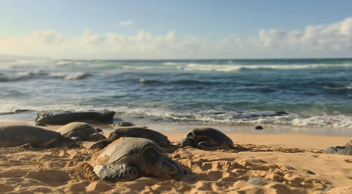 Several sea turtles resting on a sandy beach beside ocean waves under a partly cloudy sky.