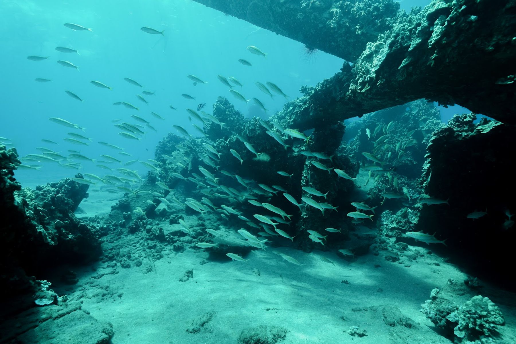 Photo 7 of Quicksilver in Māʻalaea, Maui