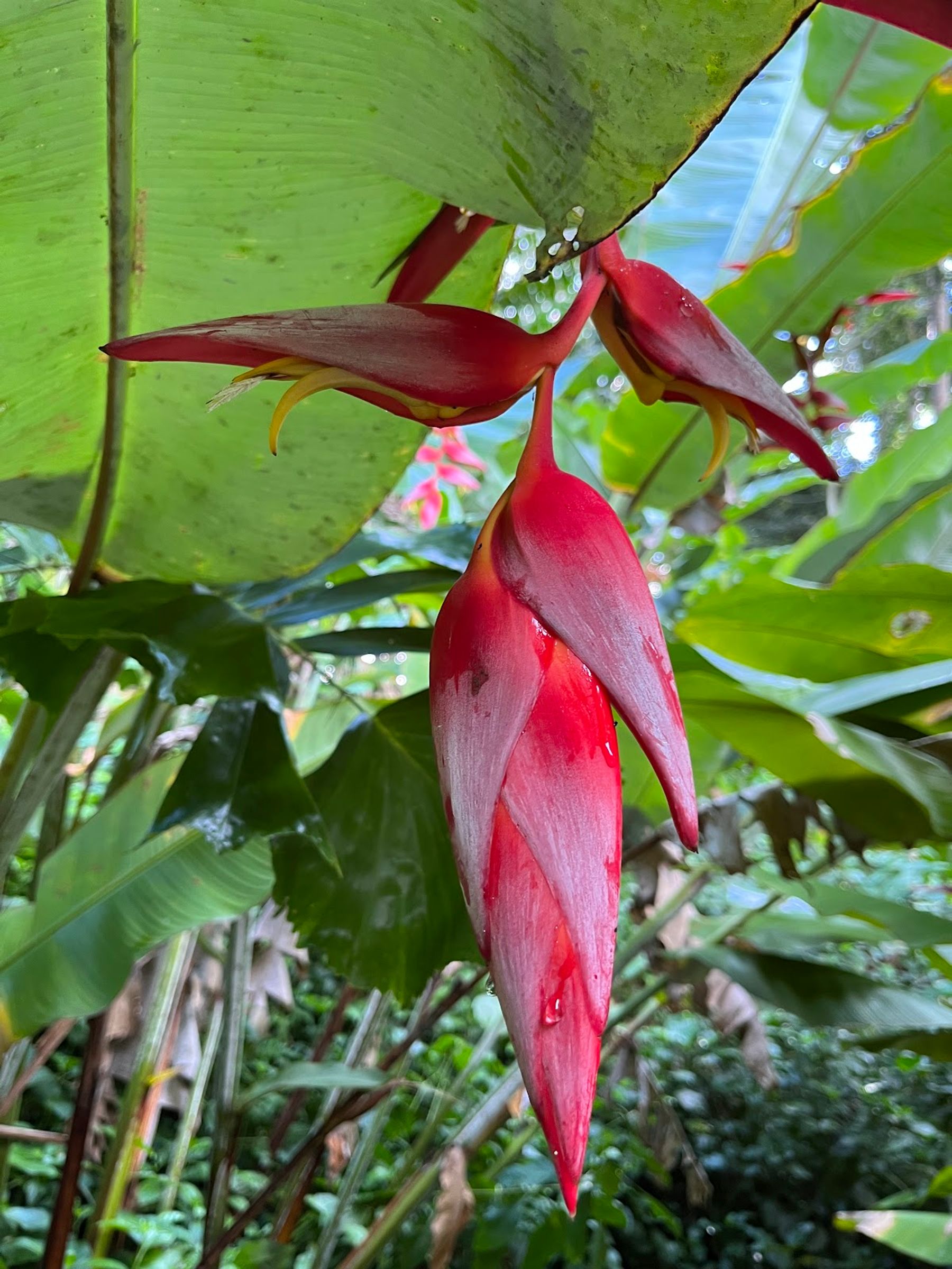 Photo 9 of Wahiawā Botanical Garden in Wahiawā, Oahu