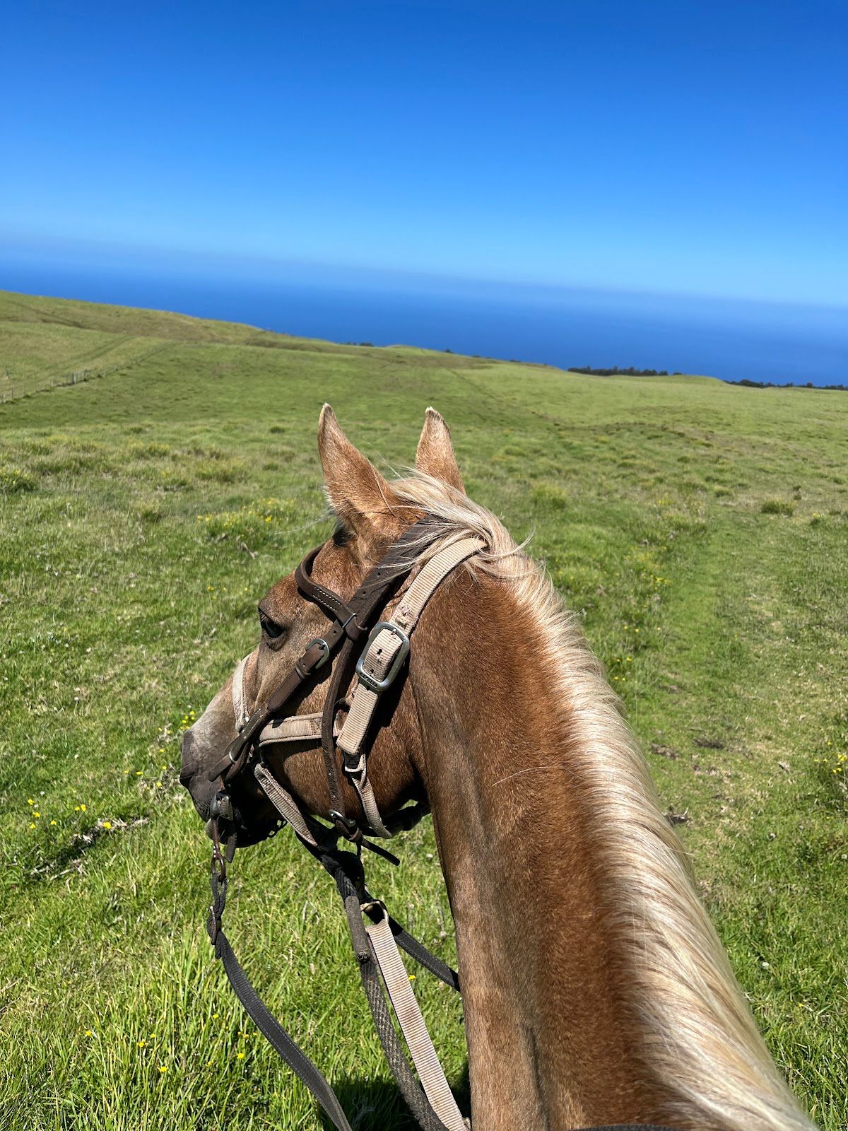 Photo 10 of Kohala Na'alapa Stables in Waimea, Big Island