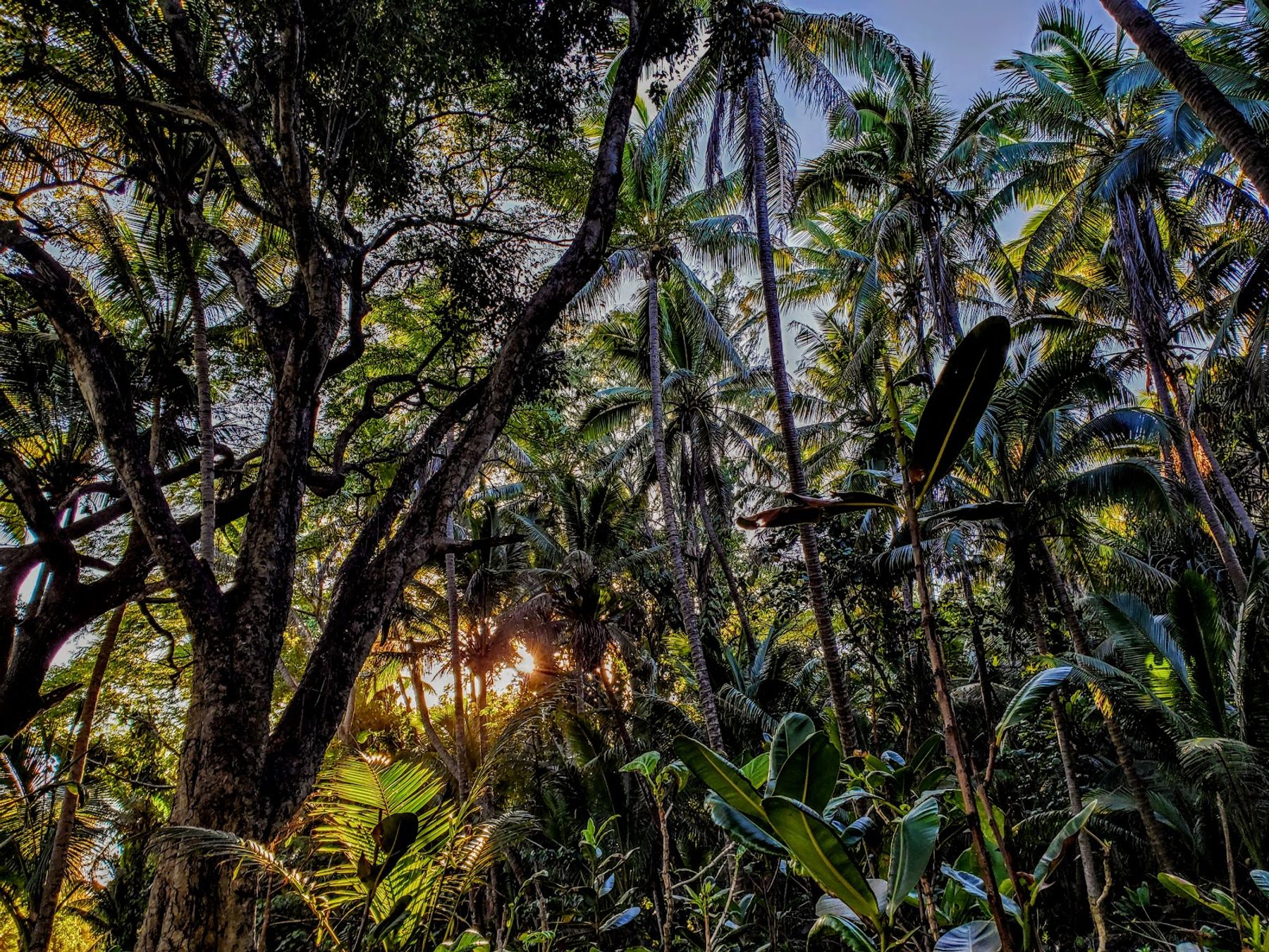 Photo 10 of MacKenzie State Recreation Area in Kalapana, Big Island