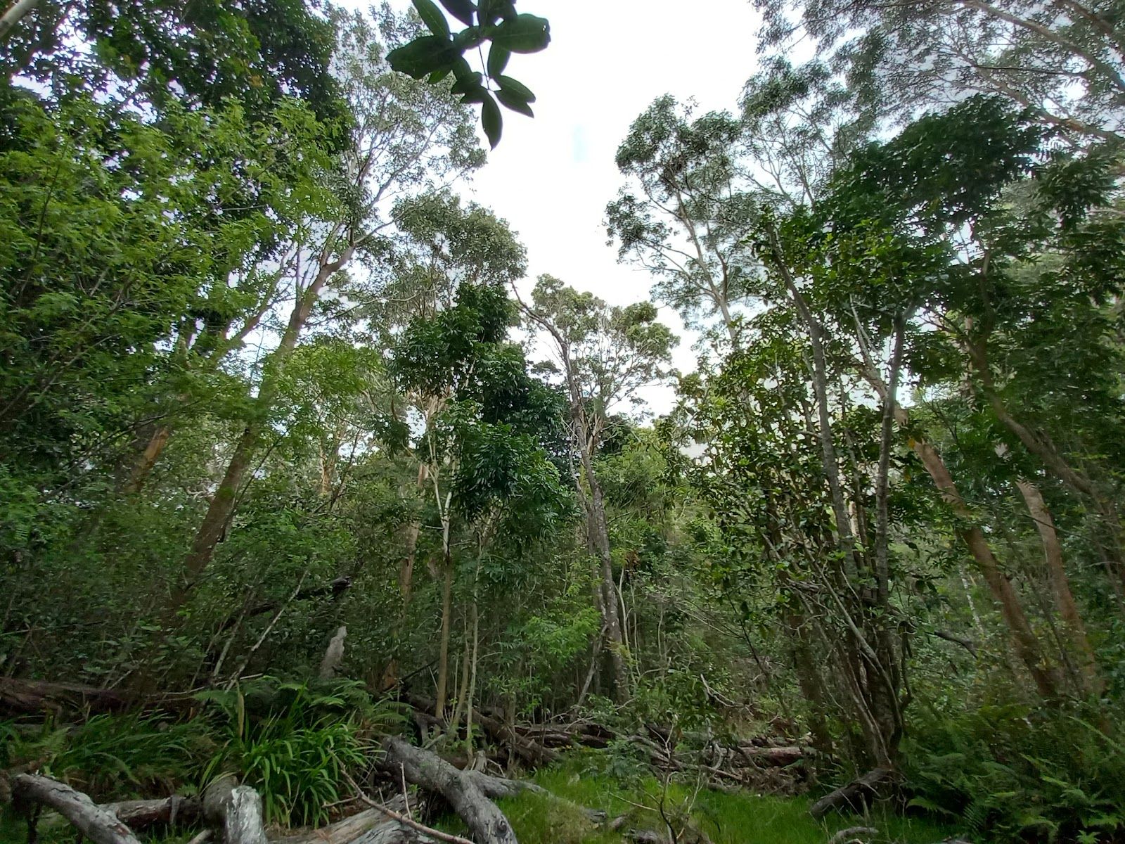 Photo 3 of Kipuka Puaulu Trail in Volcano, Big Island