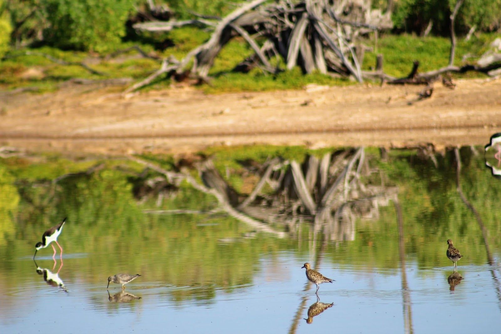 Photo 7 of Kanaha Pond State Wildlife Sanctuary in Kahului, Maui