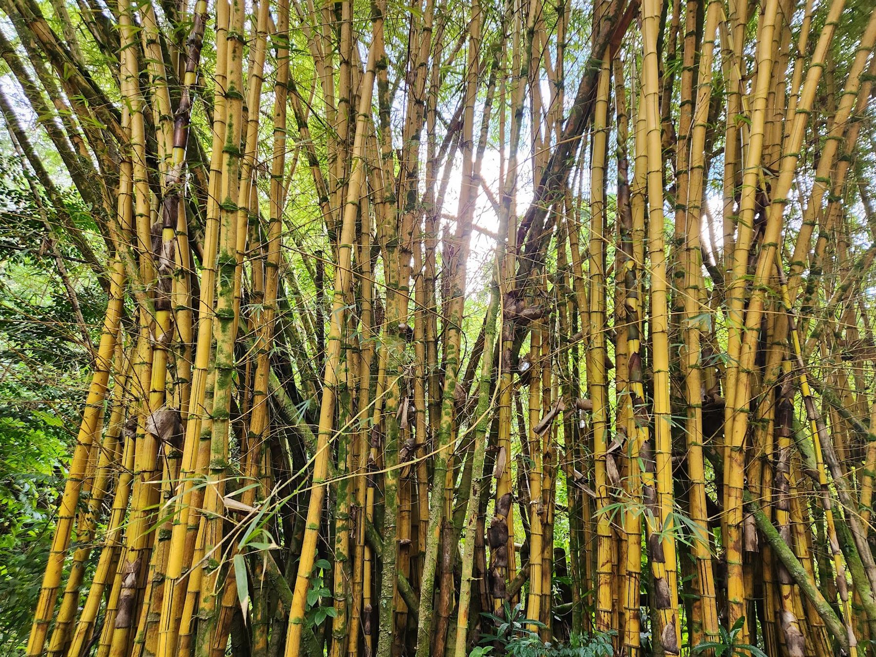 Photo 6 of Ke'anae Arboretum in Keʻanae-Nāhiku, Maui