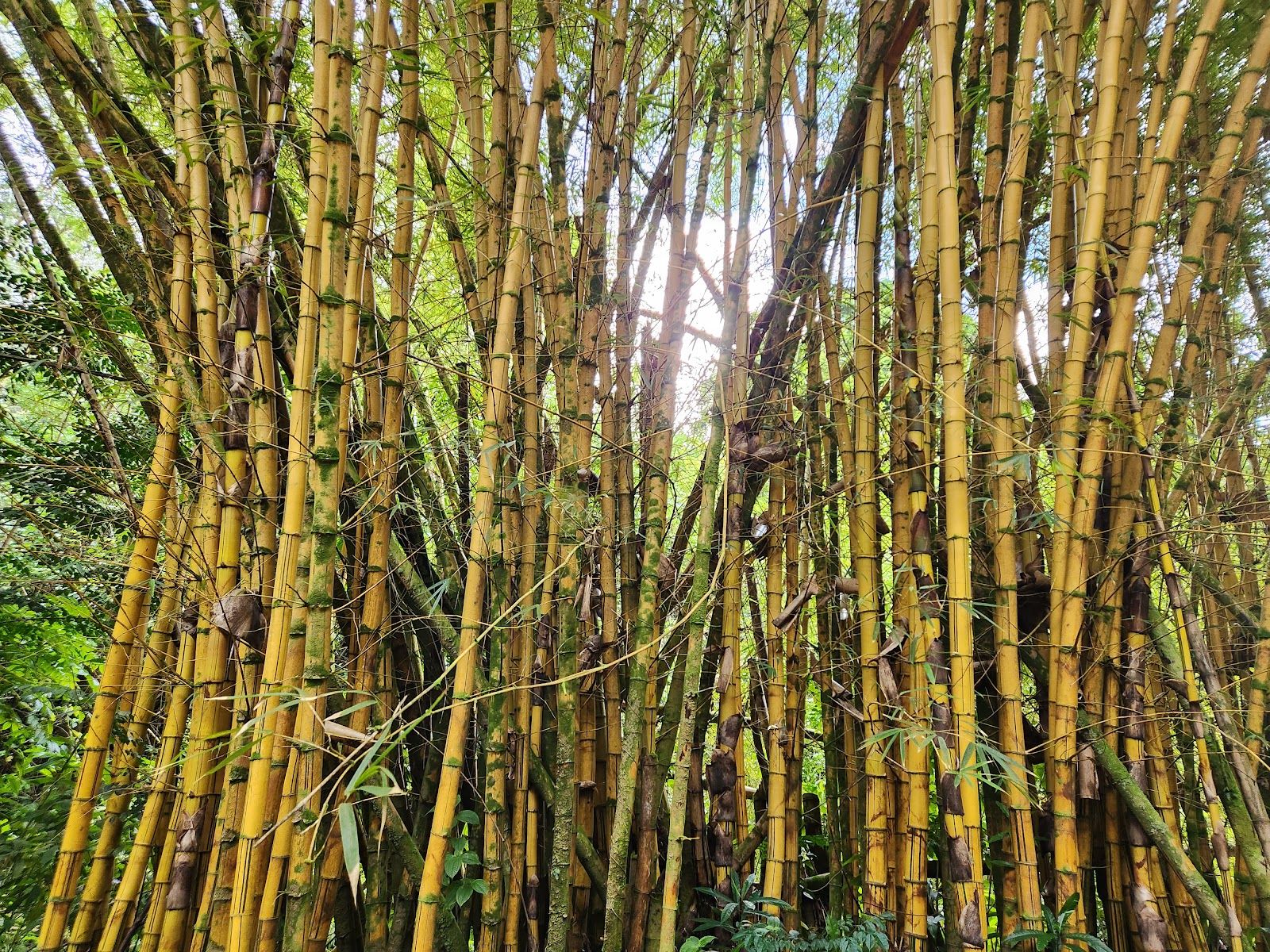 Photo 6 of Ke'anae Arboretum in Keʻanae-Nāhiku, Maui