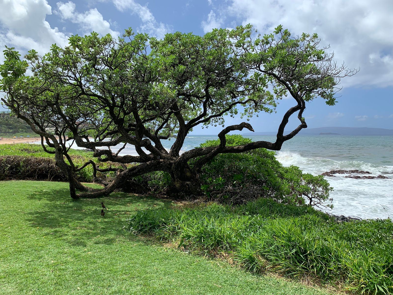 Photo 7 of Wailea Beach Path in Wailea, Maui