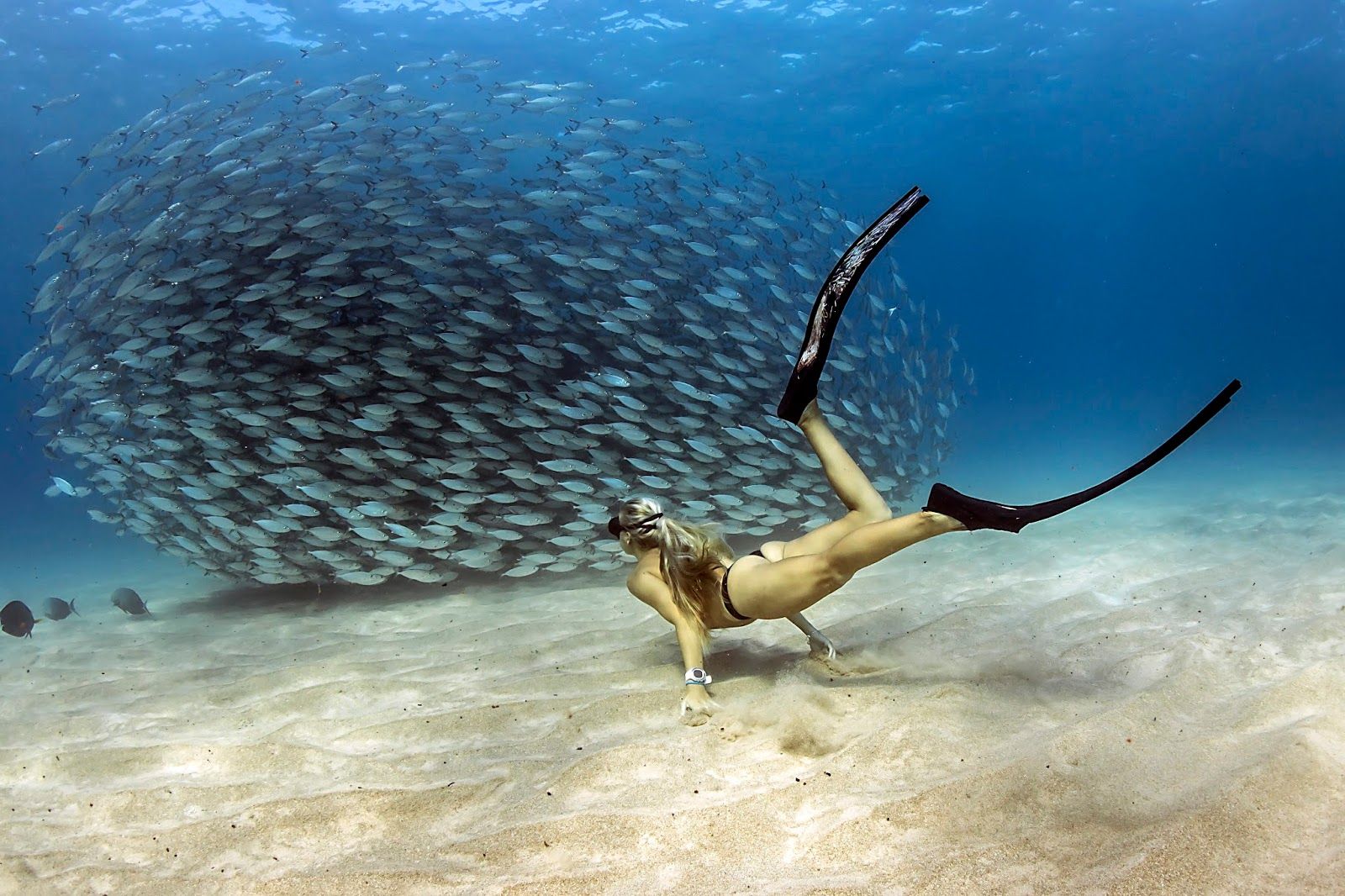Photo 2 of Kona Freedivers in Kailua-Kona, Big Island