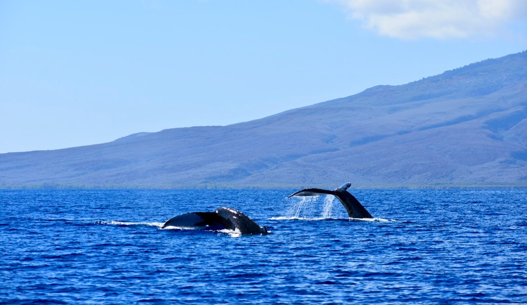 Photo 5 of Hawaii Ocean Rafting Whale Watch and Snorkel in Lāhainā, Maui